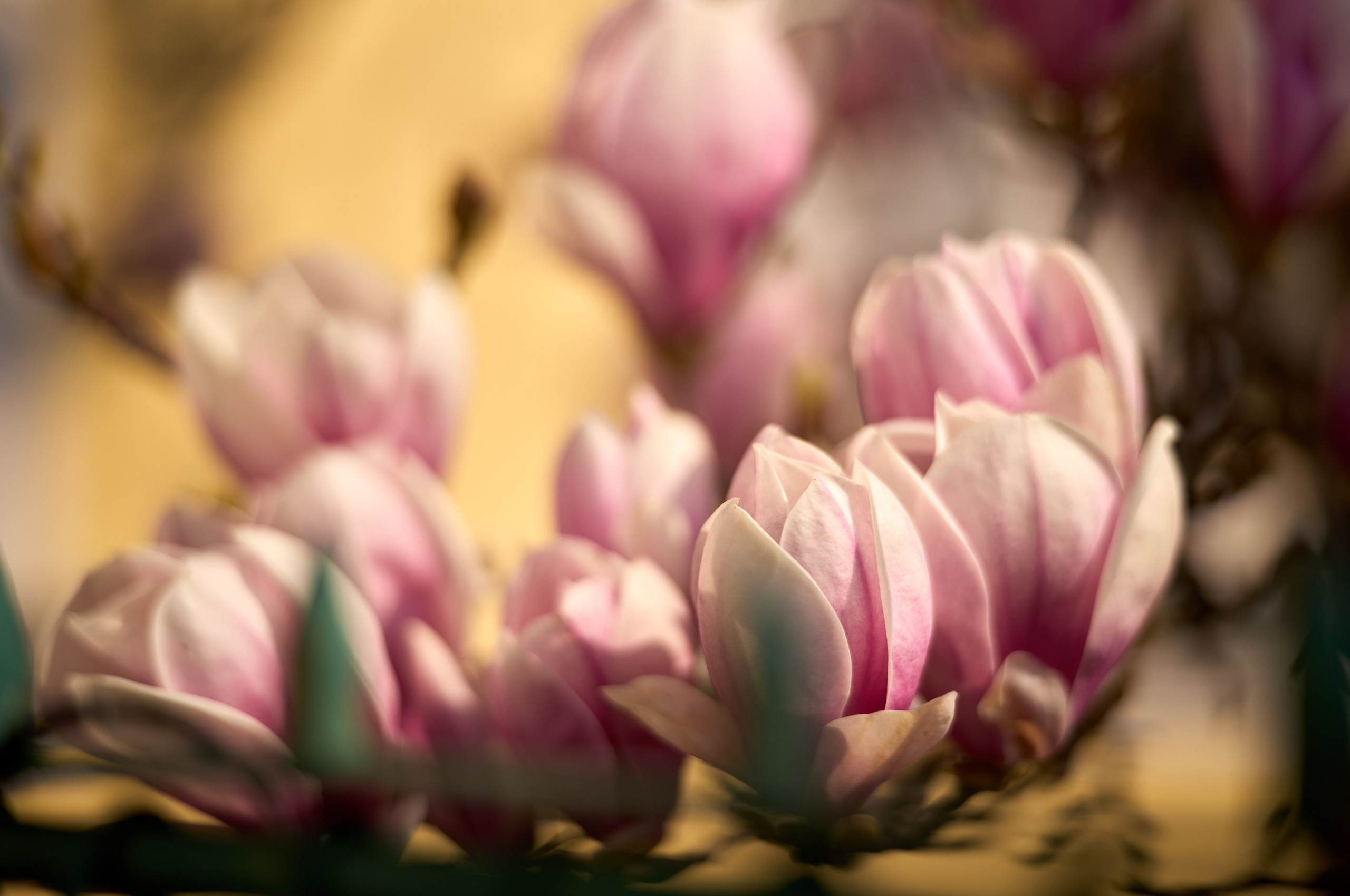 Природа. Photographer Нелли Биева