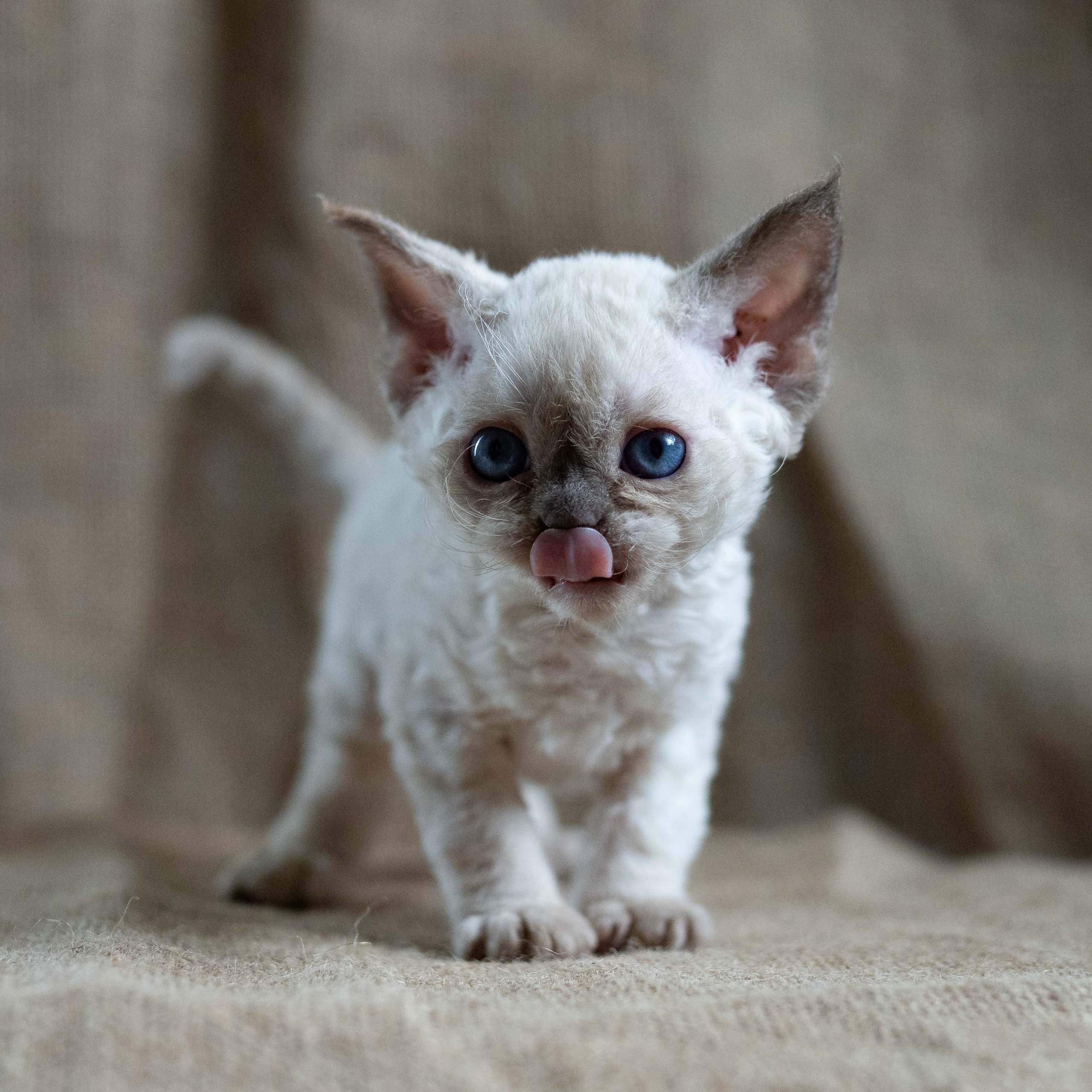 Luna, girl, born 12.20.2025. Devon Rex Pixie Cattery