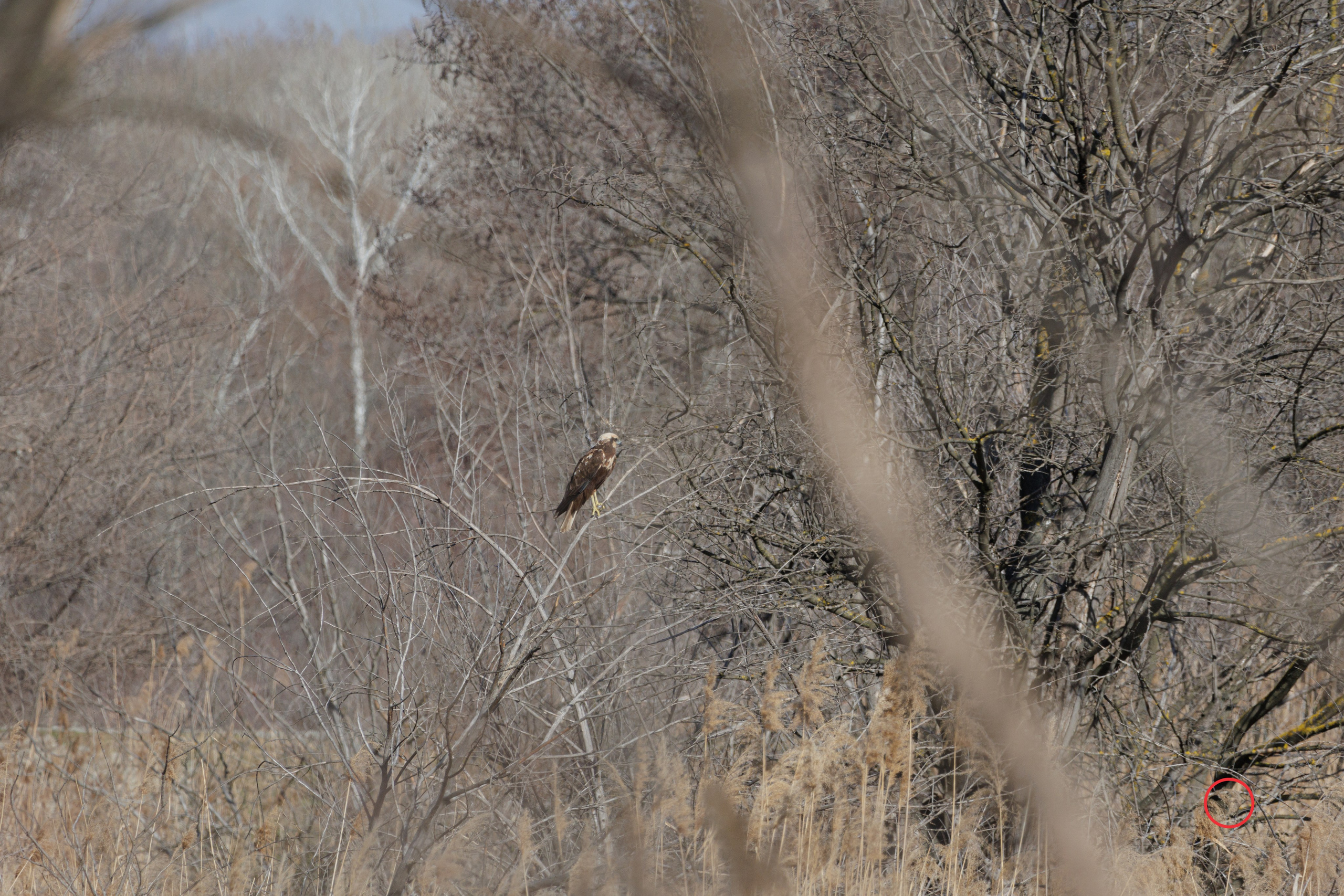 გასეირნება კრწანისის ტბებზე. FramefreeMan