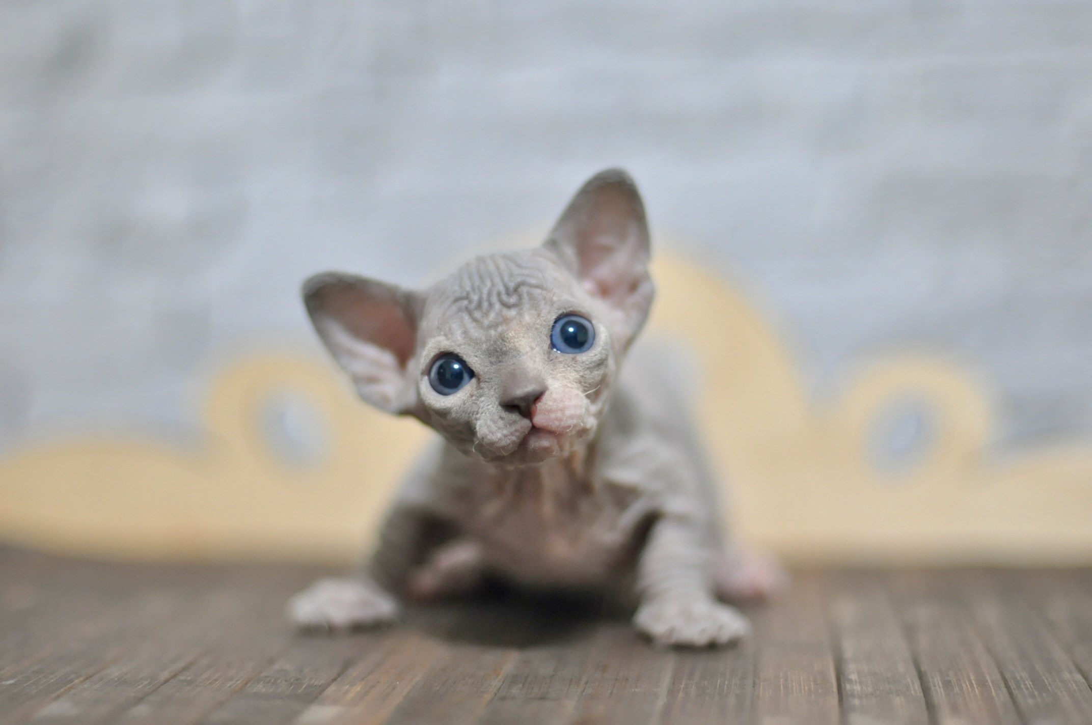 A cattery of Canadian Sphynx breed, located in Limassol, Cyprus