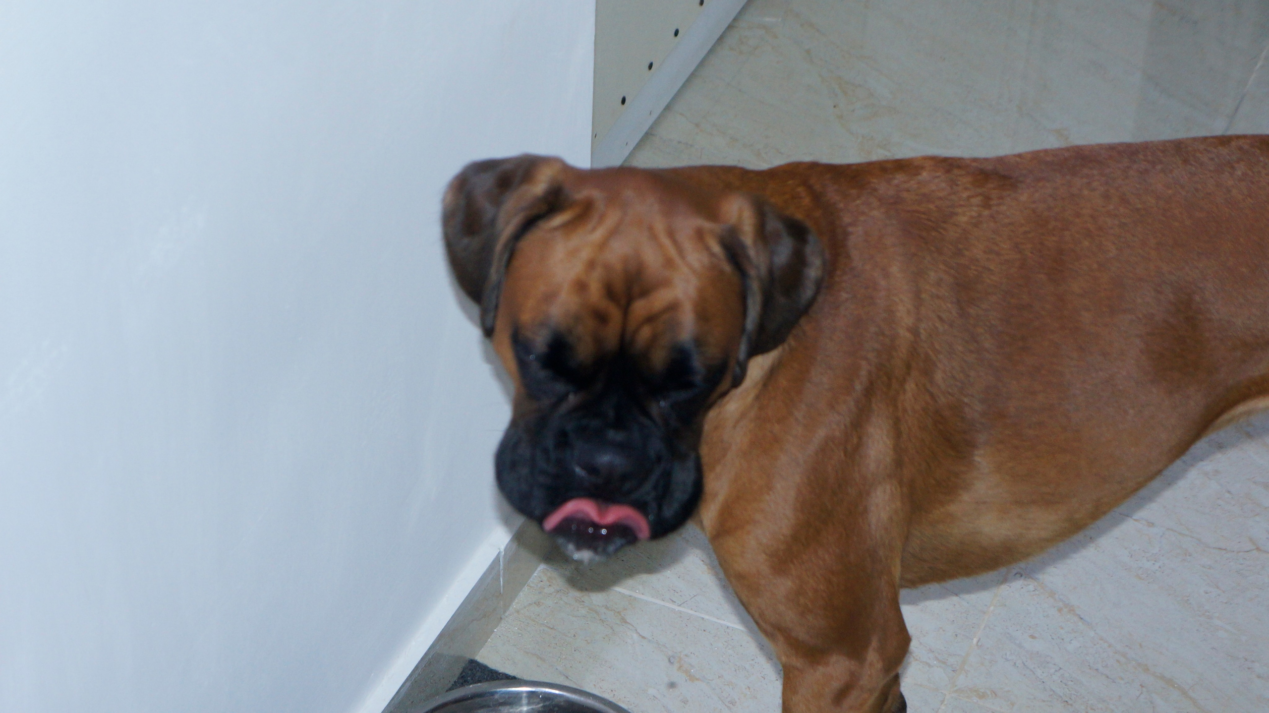 My ״Star״ Boxer Dog
