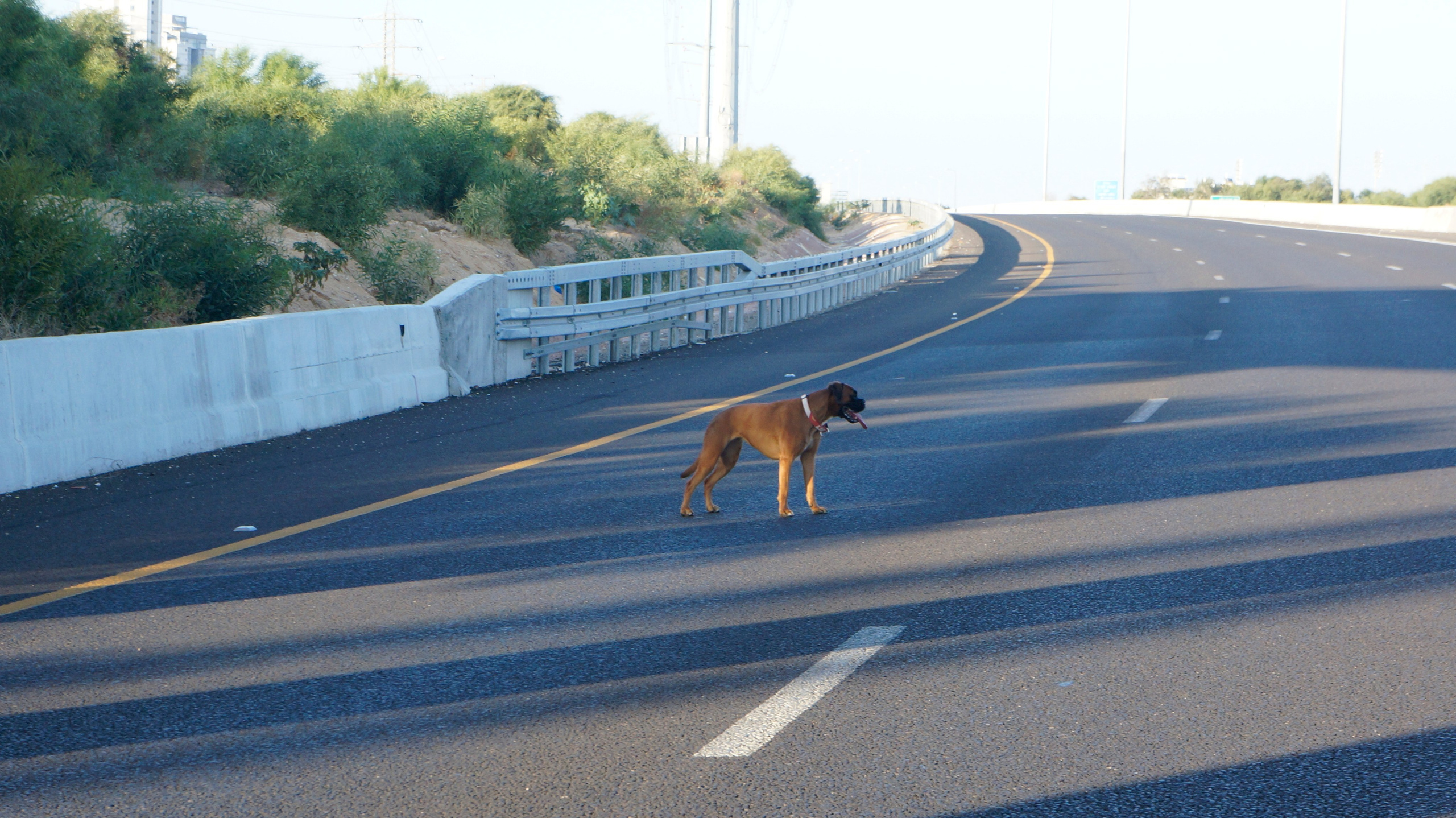 My ״Star״ Boxer Dog