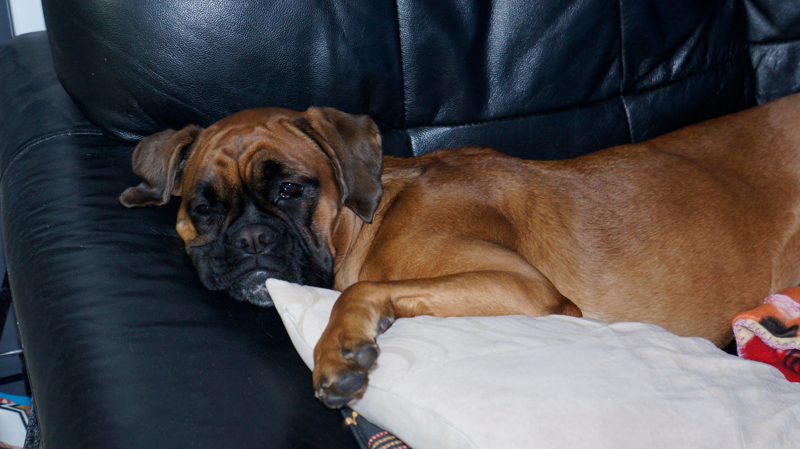 My ״Star״ Boxer Dog