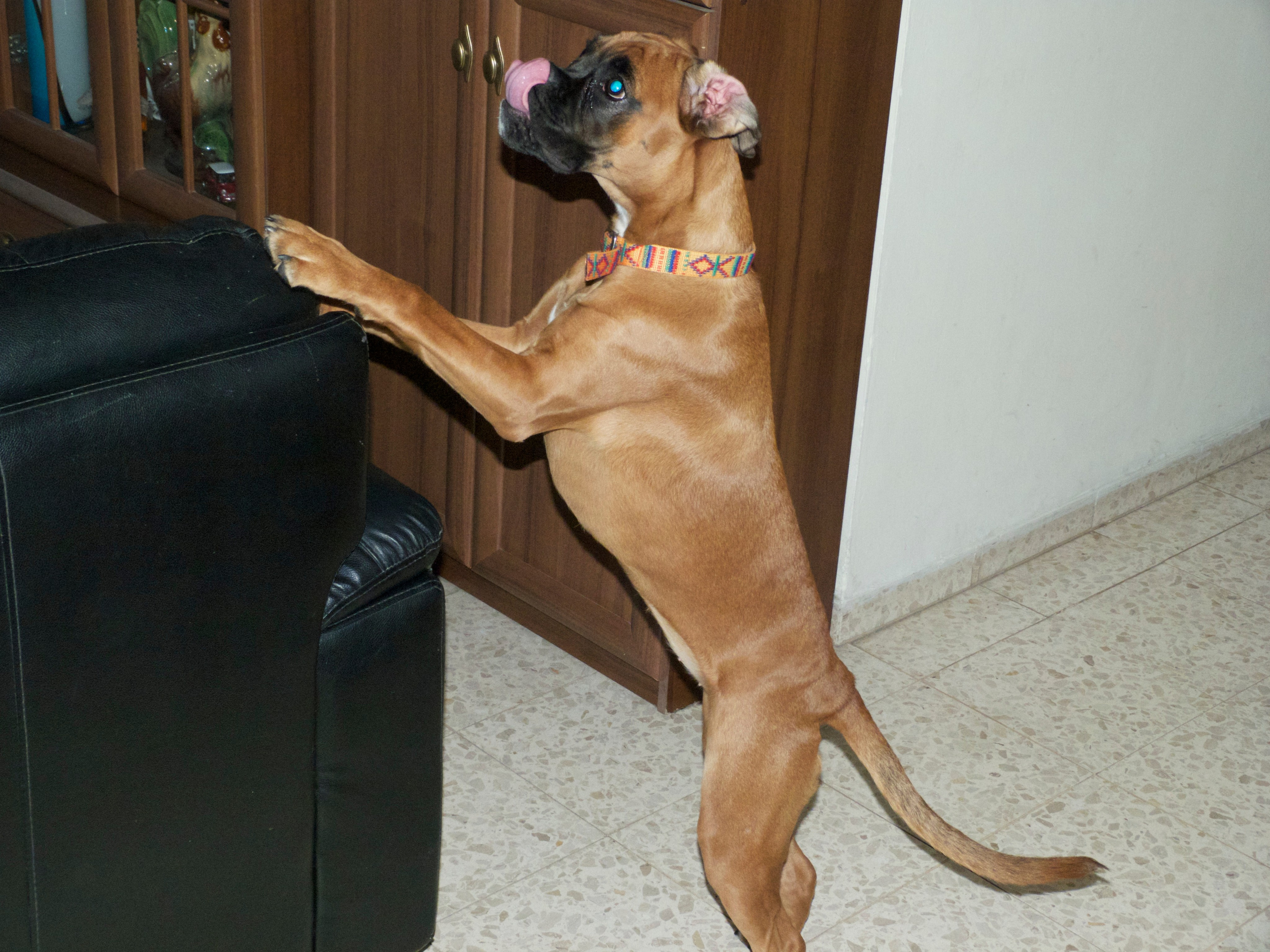 My ״Star״ Boxer Dog