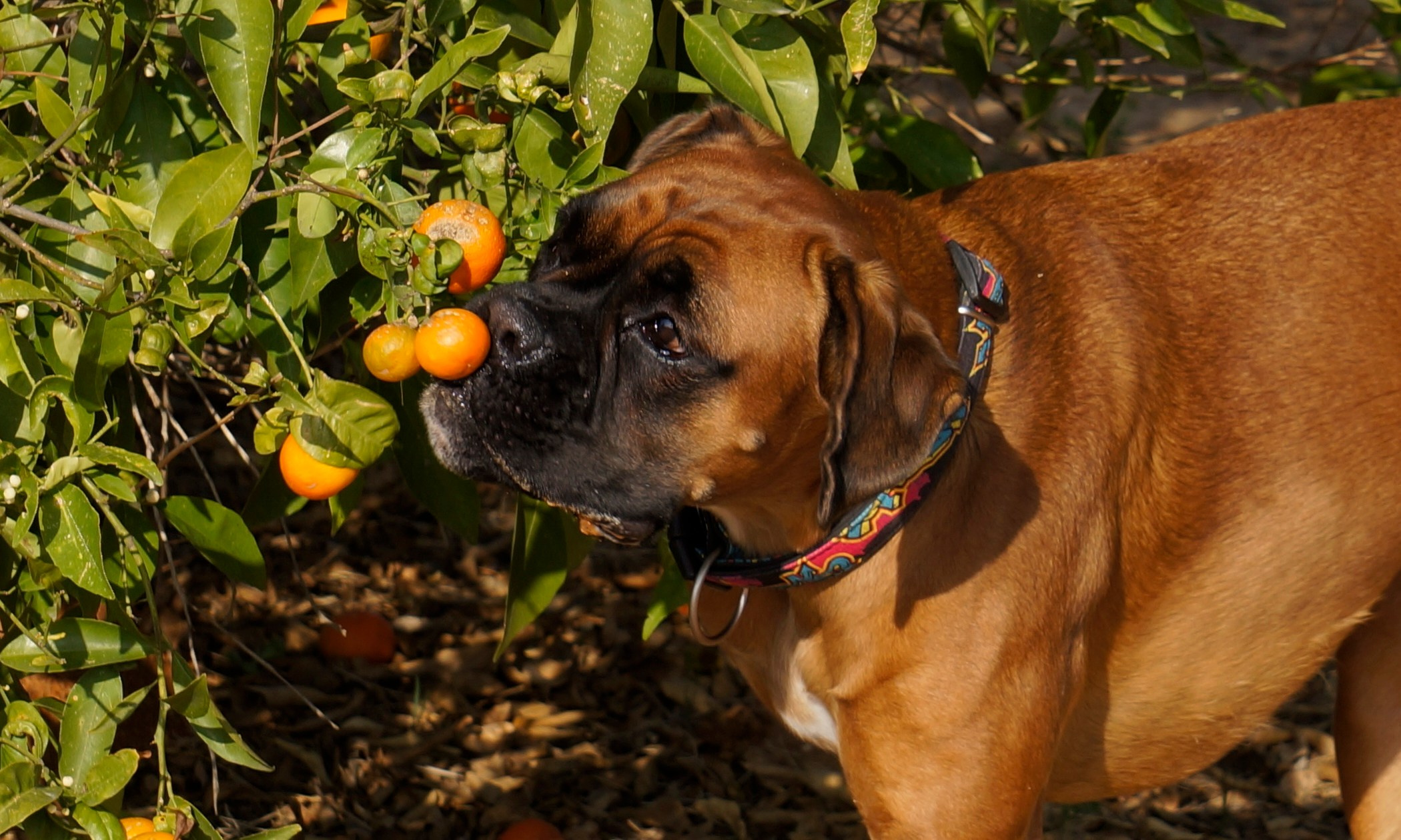 My ״Star״ Boxer Dog
