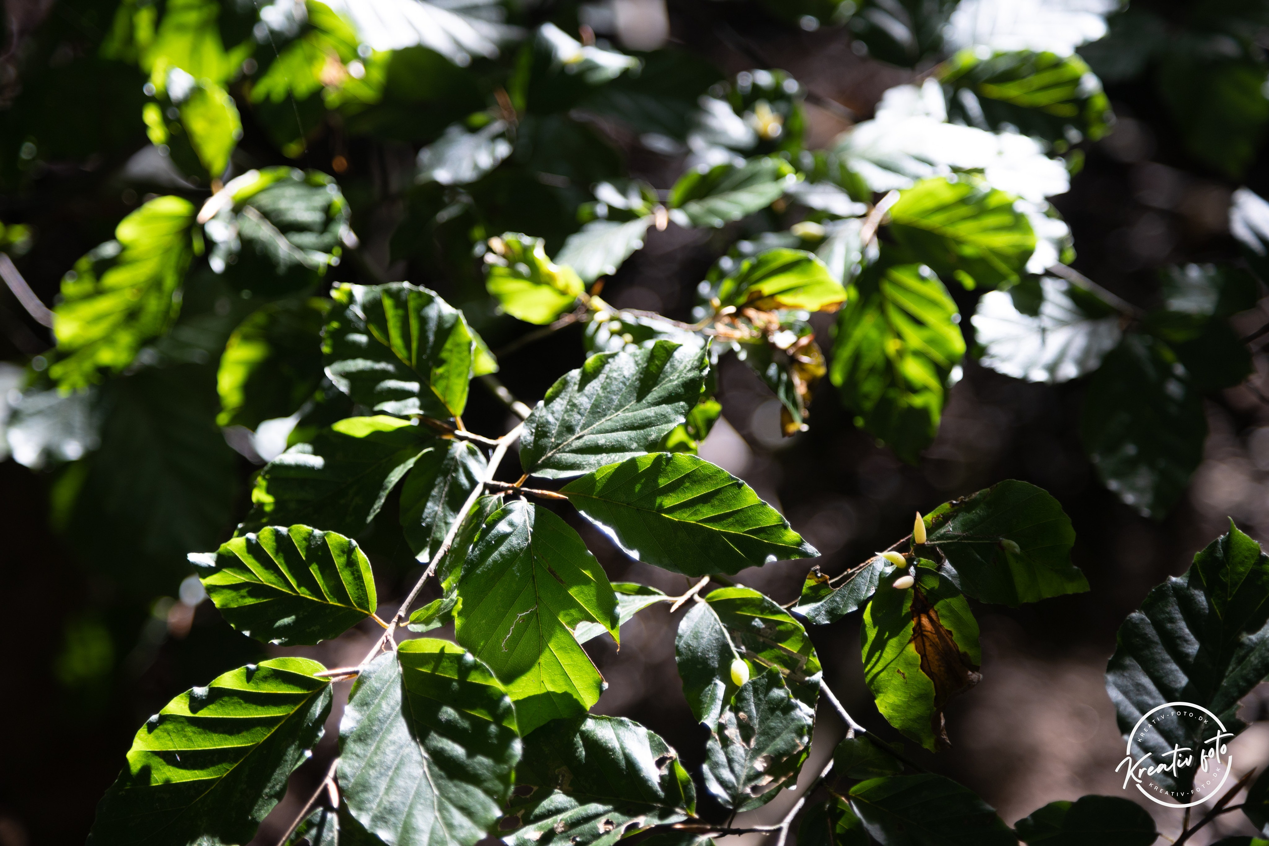 Sommer. Fotograf Aarhus | Portrætfoto Århus | Flotte billeder