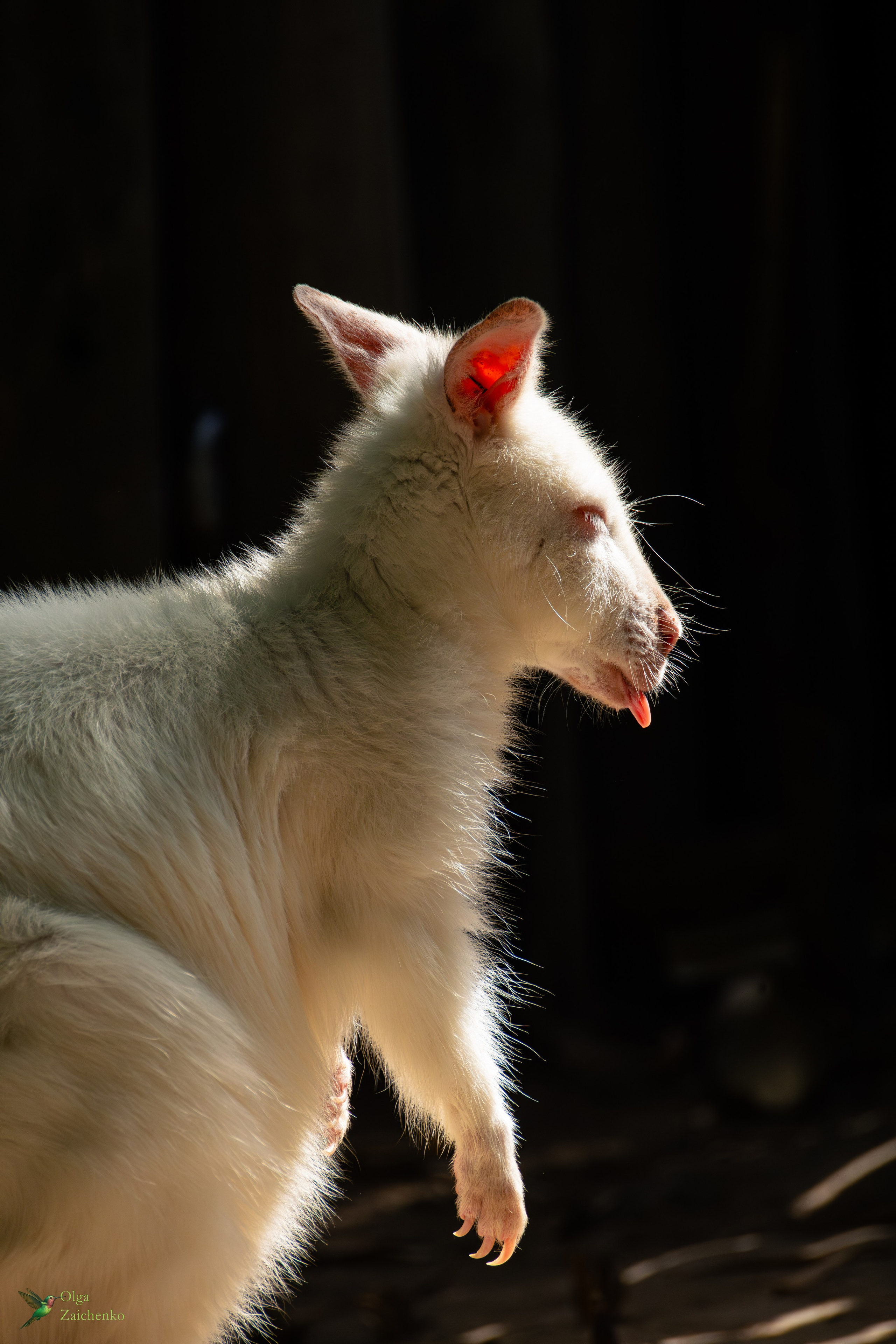 Рыже-серый валлаби aльбинос