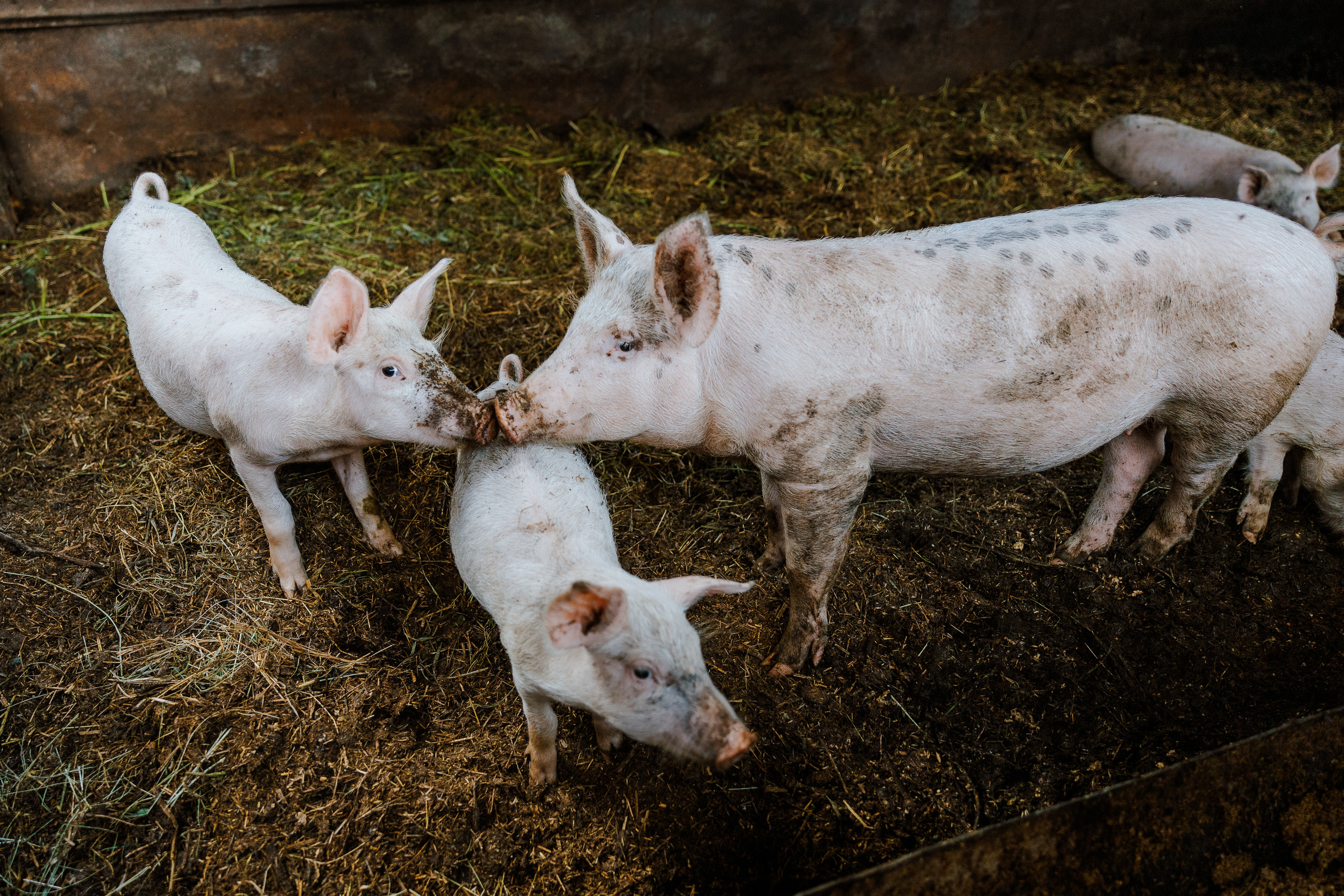 Ferma. Профессиональный фотограф Нурмиева Вероника