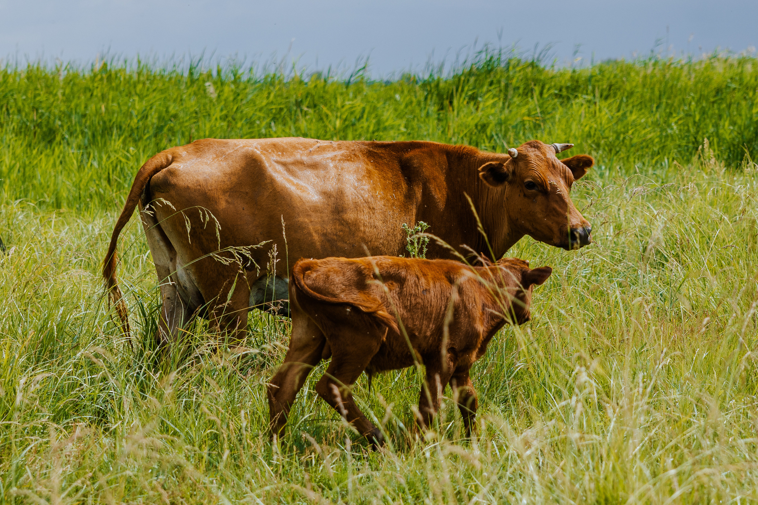 Ferma. Профессиональный фотограф Нурмиева Вероника