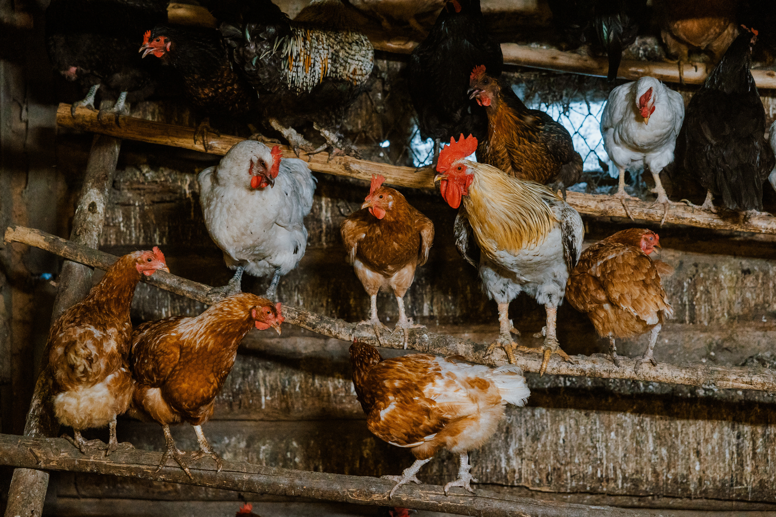 Ferma. Профессиональный фотограф Нурмиева Вероника