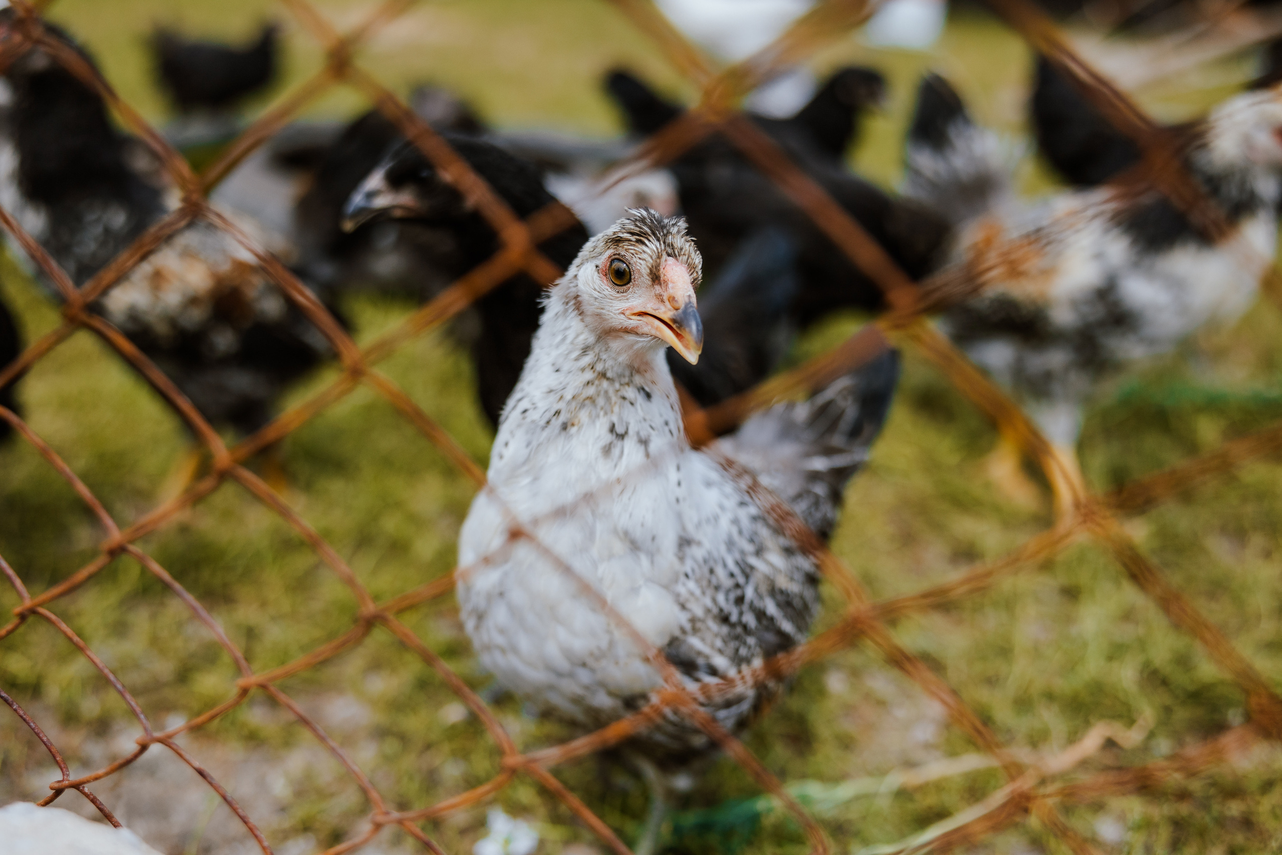 Ferma. Профессиональный фотограф Нурмиева Вероника