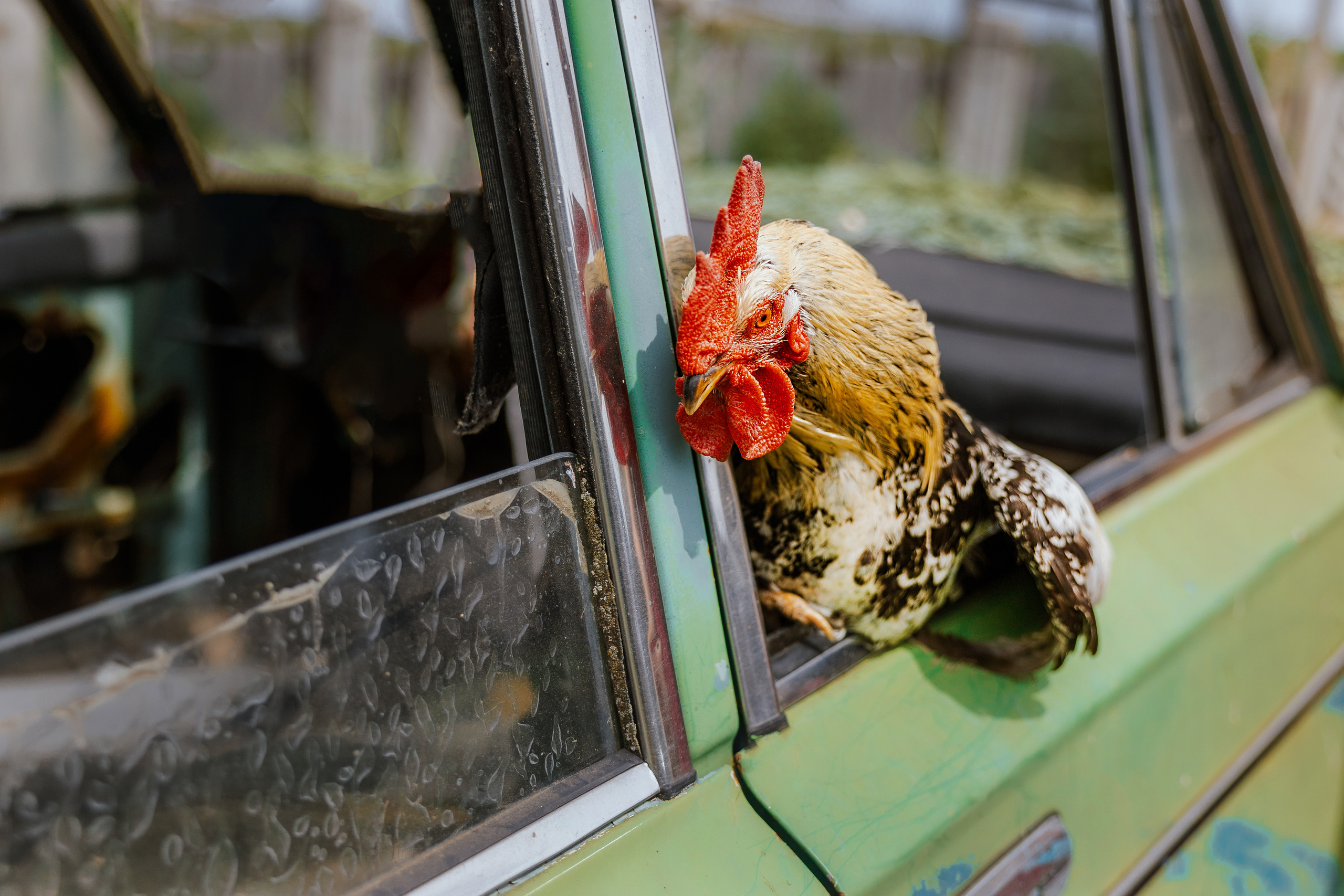 Ferma. Профессиональный фотограф Нурмиева Вероника