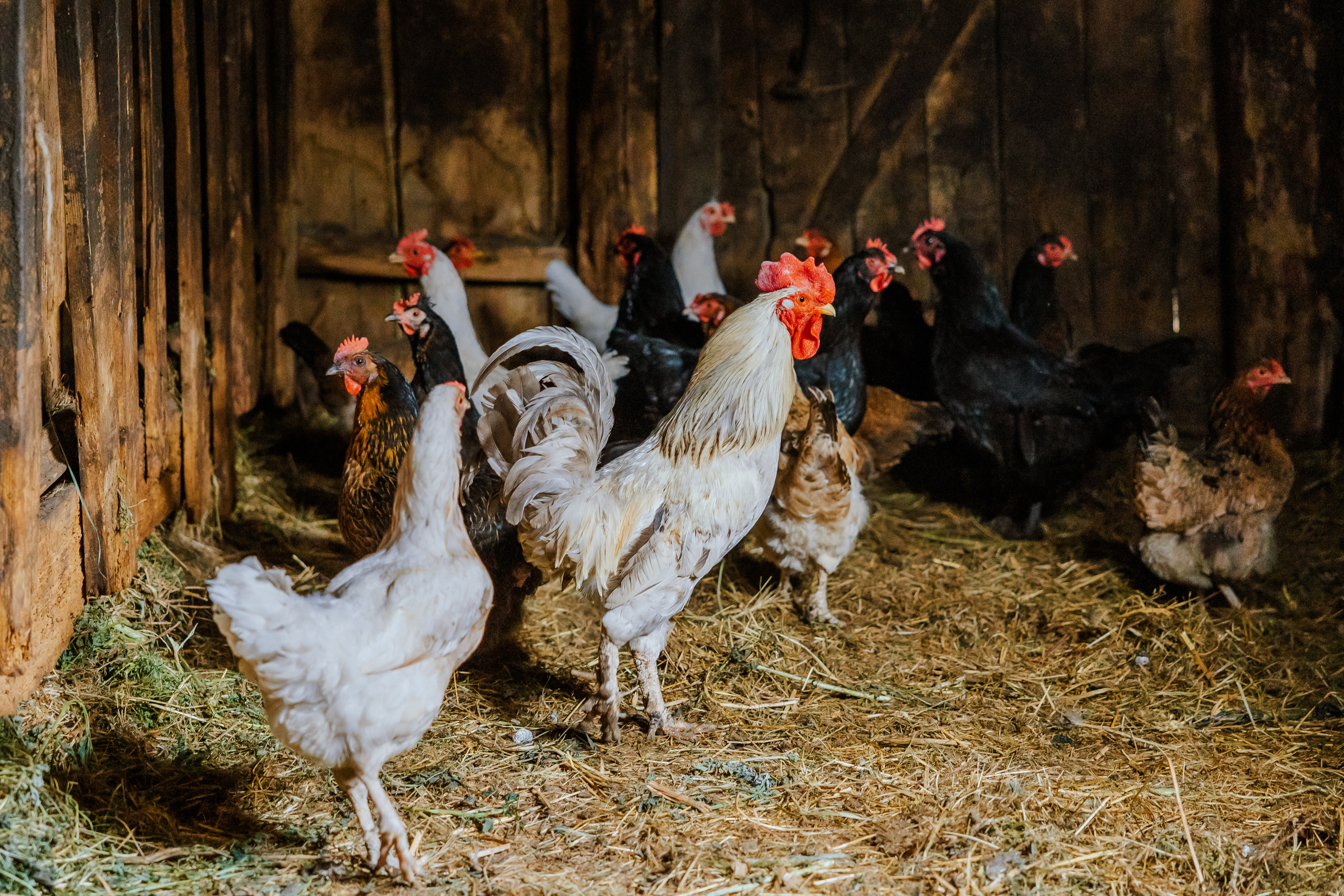 Ferma. Профессиональный фотограф Нурмиева Вероника