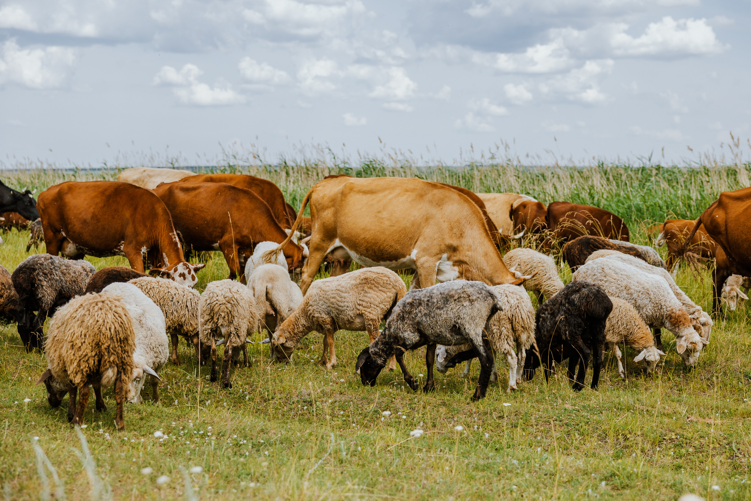 Ferma. Профессиональный фотограф Нурмиева Вероника
