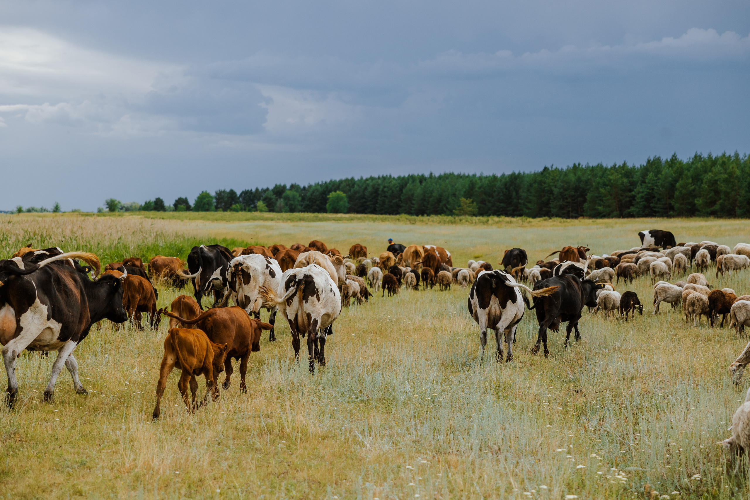 Ferma. Профессиональный фотограф Нурмиева Вероника