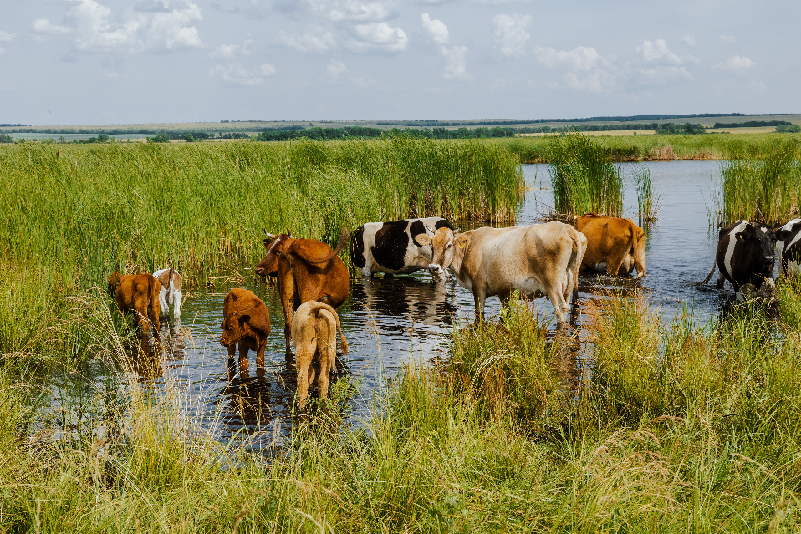 Ferma. Профессиональный фотограф Нурмиева Вероника