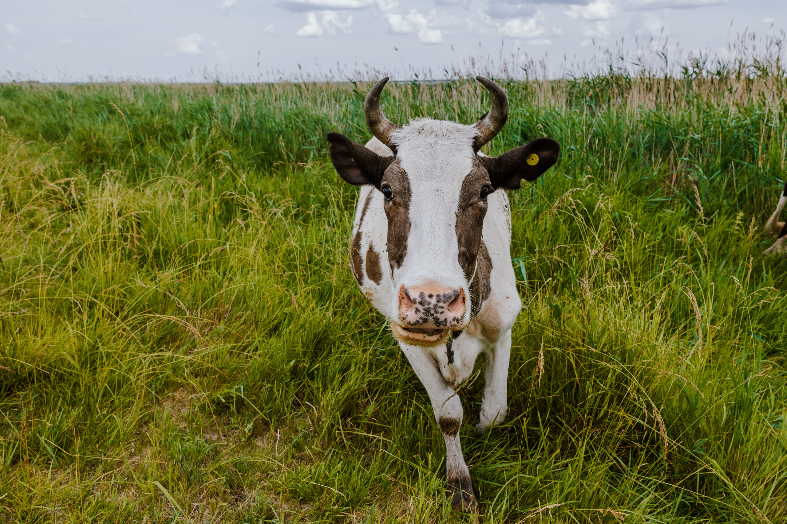 Ferma. Профессиональный фотограф Нурмиева Вероника
