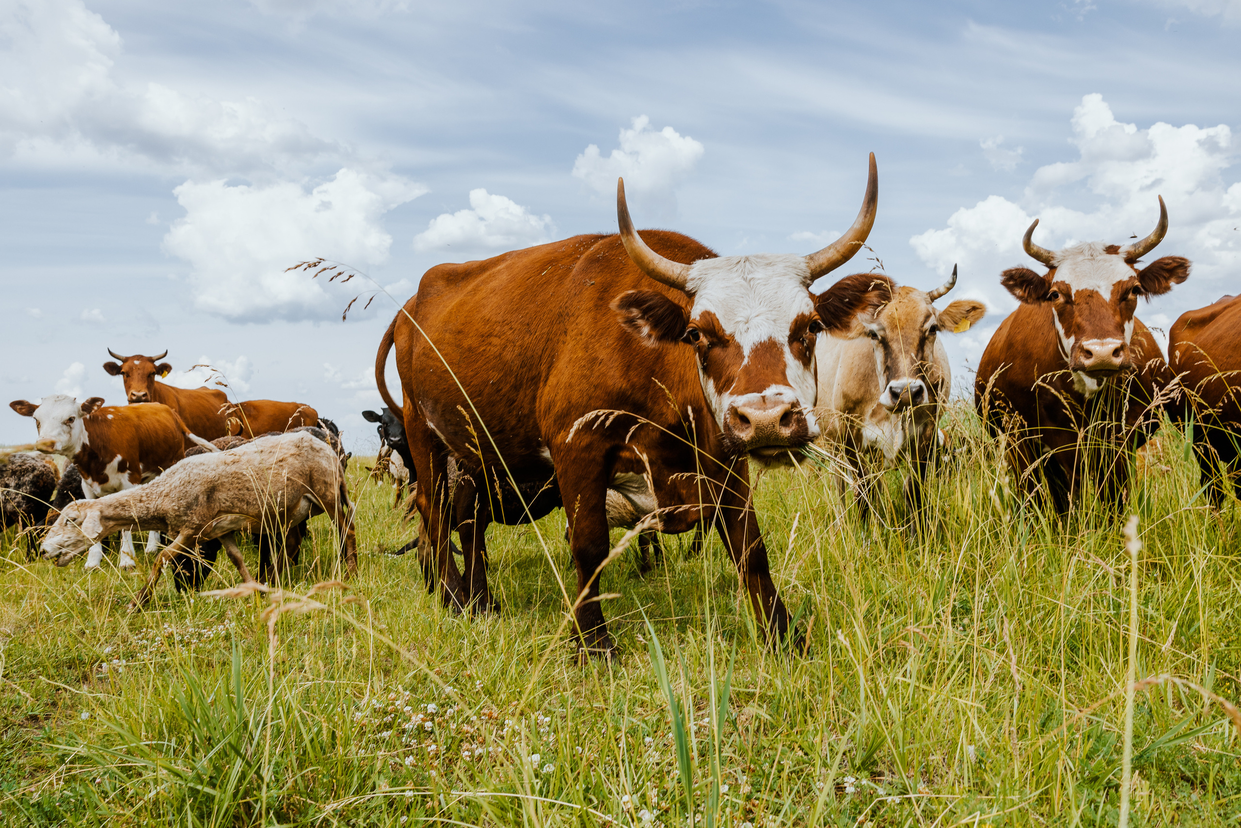 Ferma. Профессиональный фотограф Нурмиева Вероника