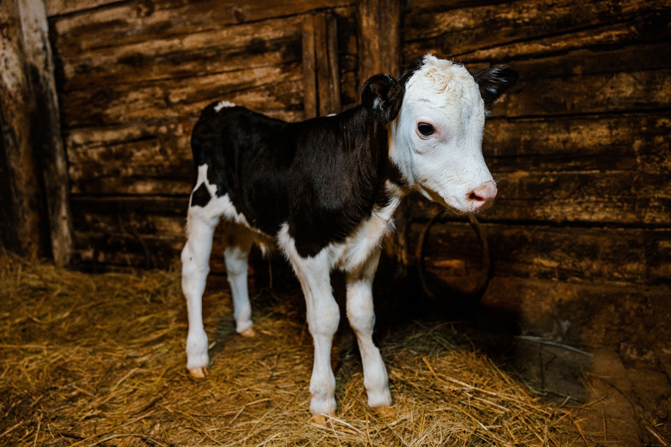 Ferma. Профессиональный фотограф Нурмиева Вероника