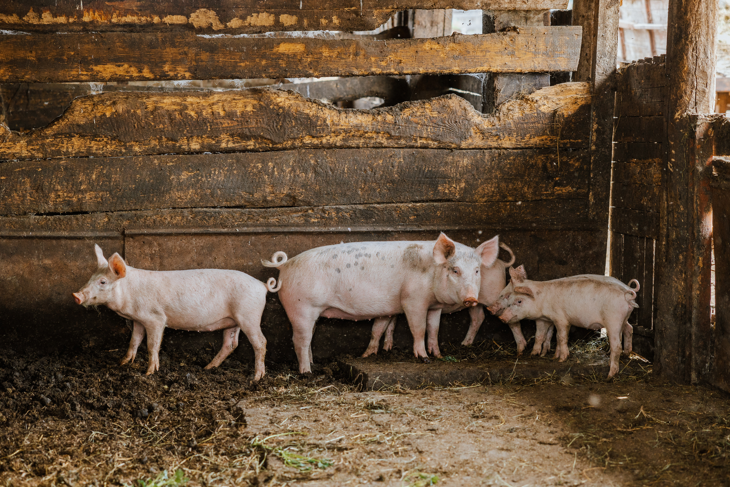 Ferma. Профессиональный фотограф Нурмиева Вероника