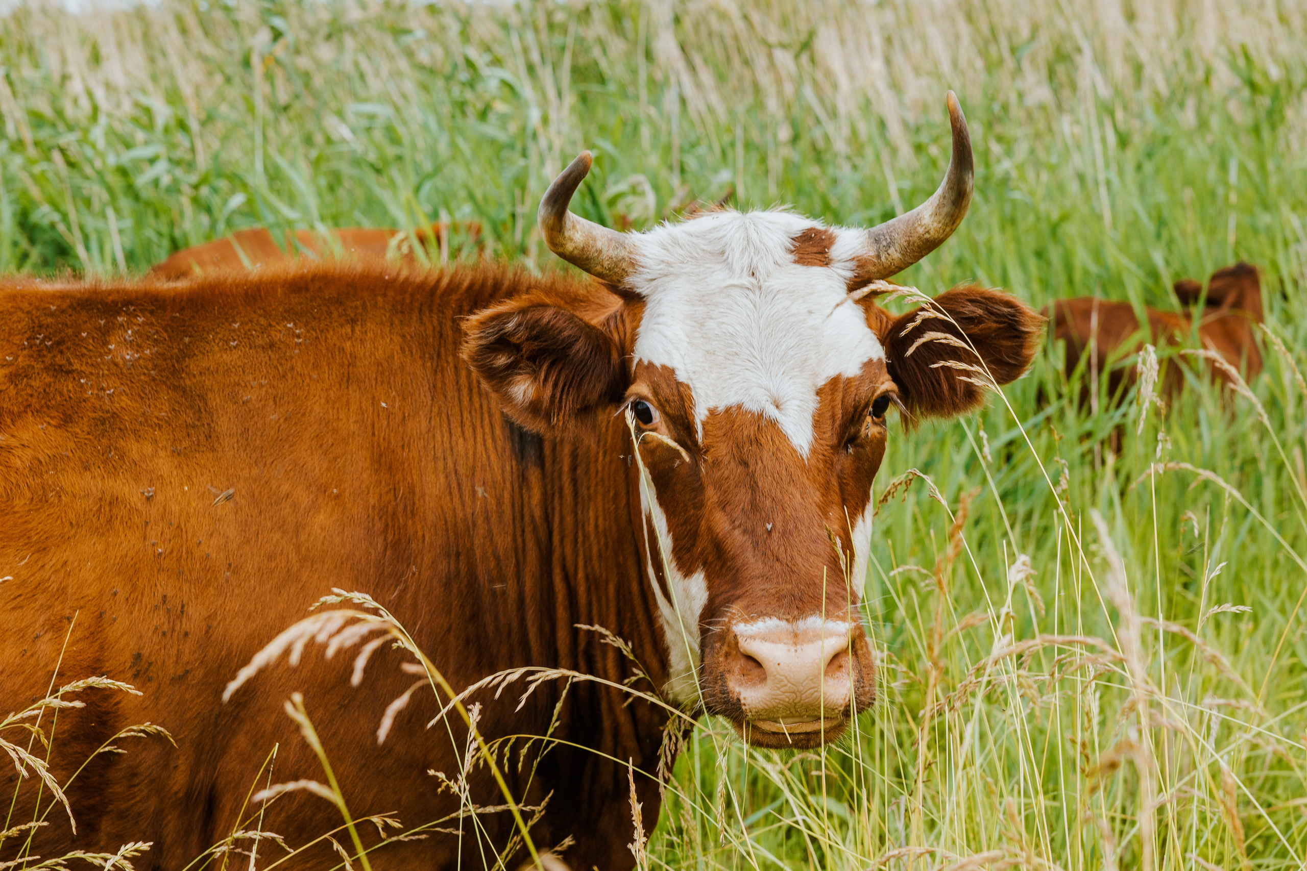 Ferma. Профессиональный фотограф Нурмиева Вероника