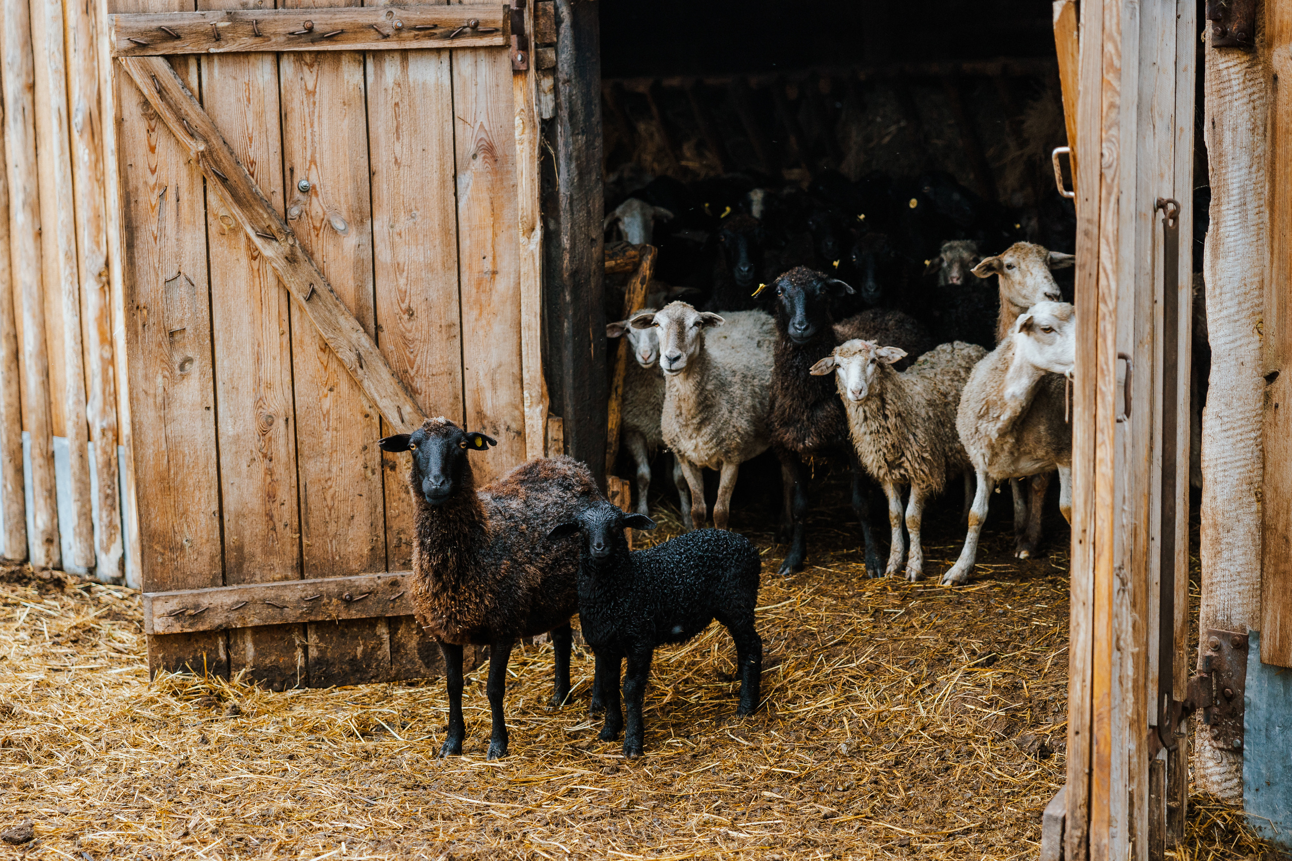 Ferma. Профессиональный фотограф Нурмиева Вероника