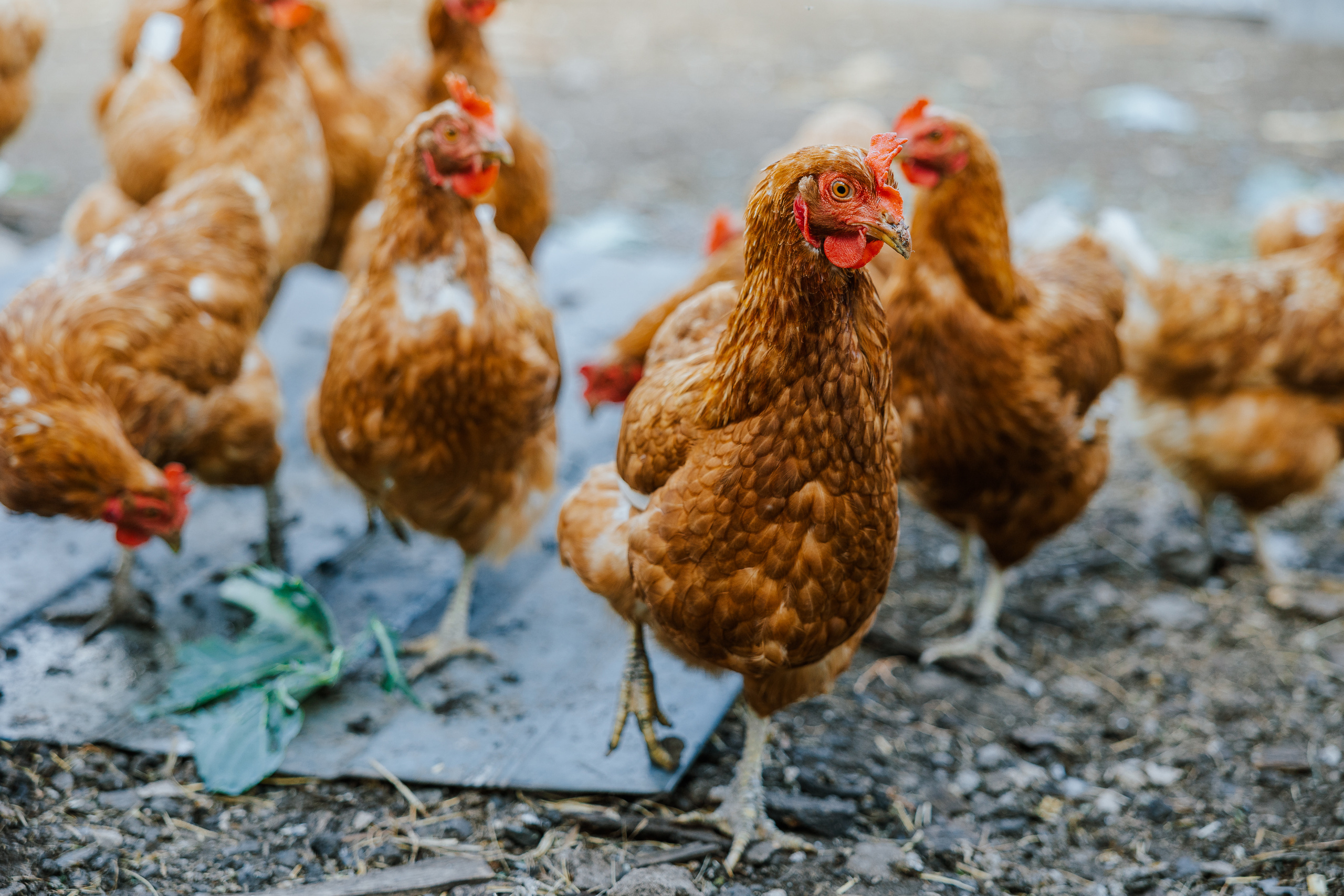 Ferma. Профессиональный фотограф Нурмиева Вероника