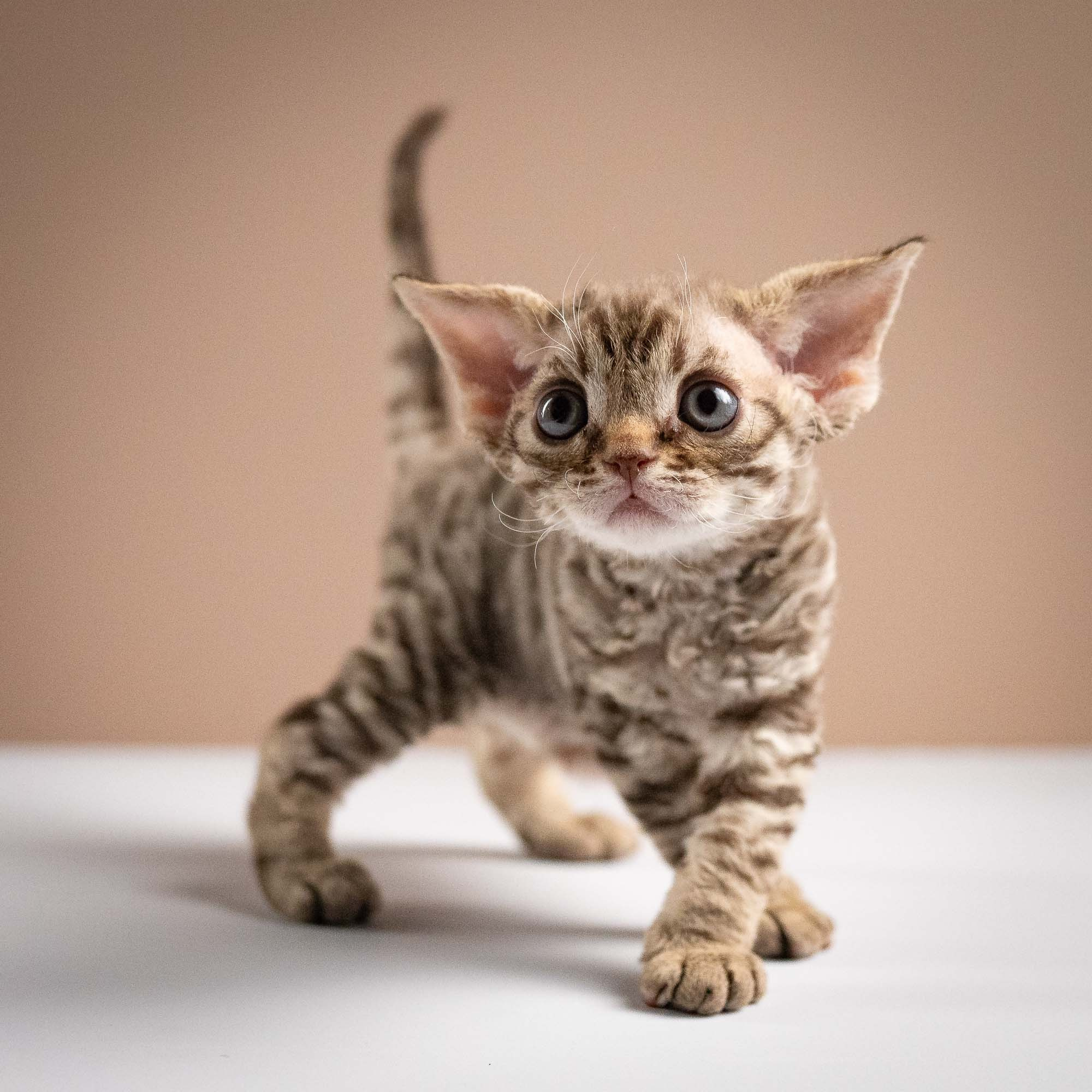 Ostap, boy, born 02.08.26. Devon Rex Pixie Cattery