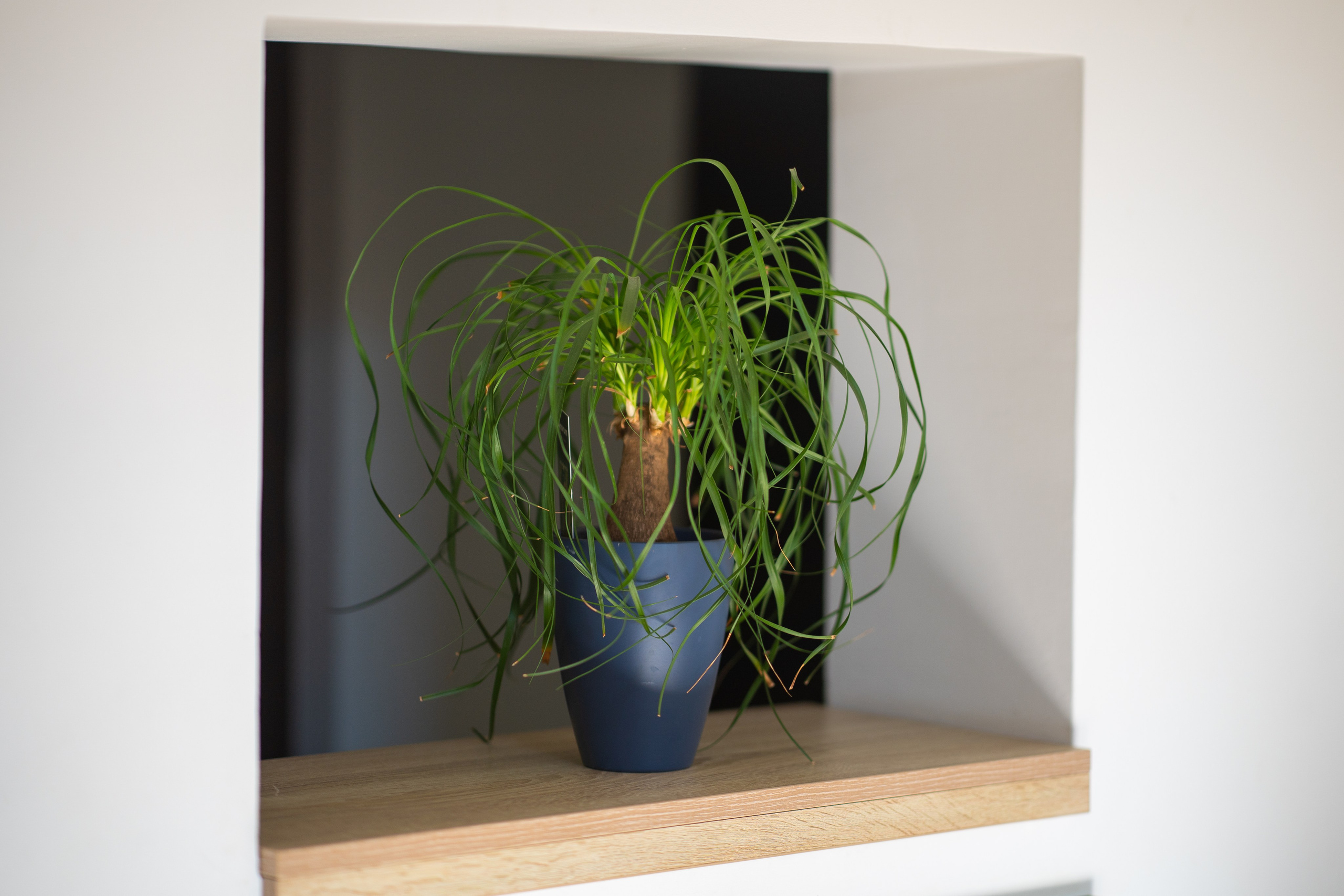 Dna. Dr. Coza Madalina. Adelinne