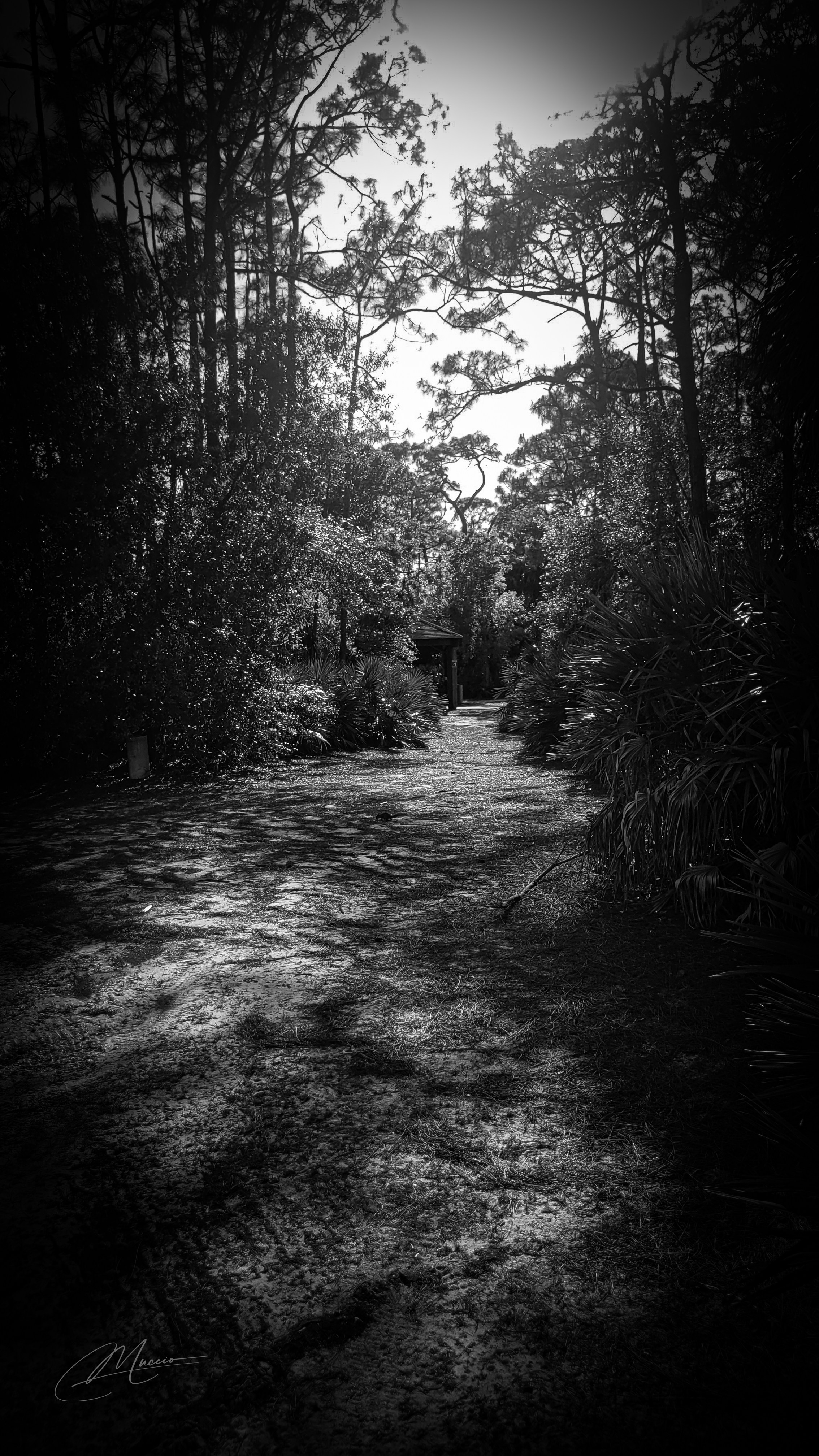 Black and White. Out and About 239