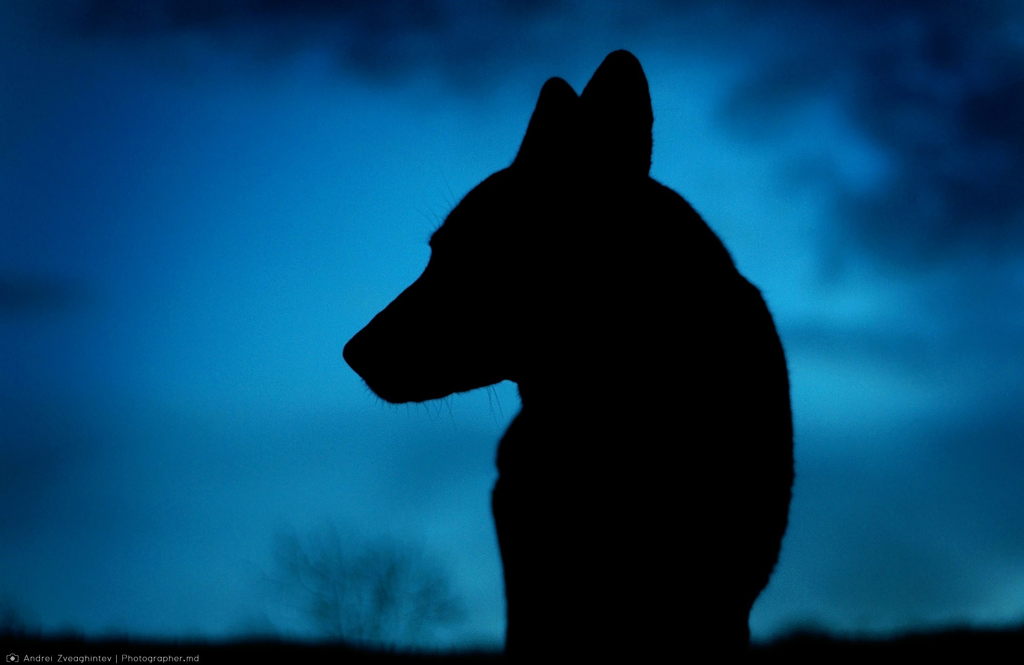 Fotograf natura in Moldova - Andrei Zveaghintev. Fotograf nunta si familie in Moldova, Chisinau - Andrei Zveaghintev