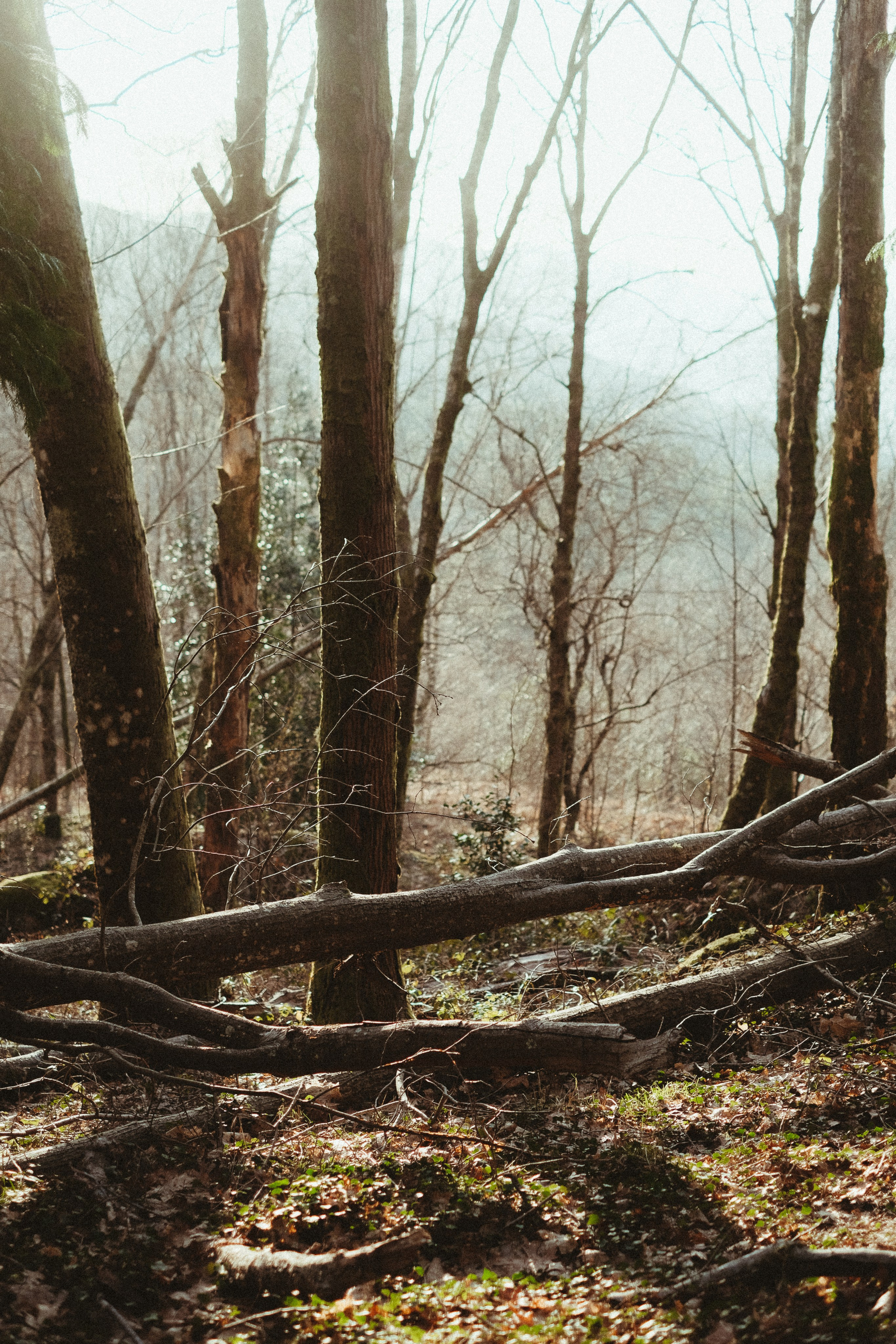 Forest engagement session location in Portugal with moss and natural light