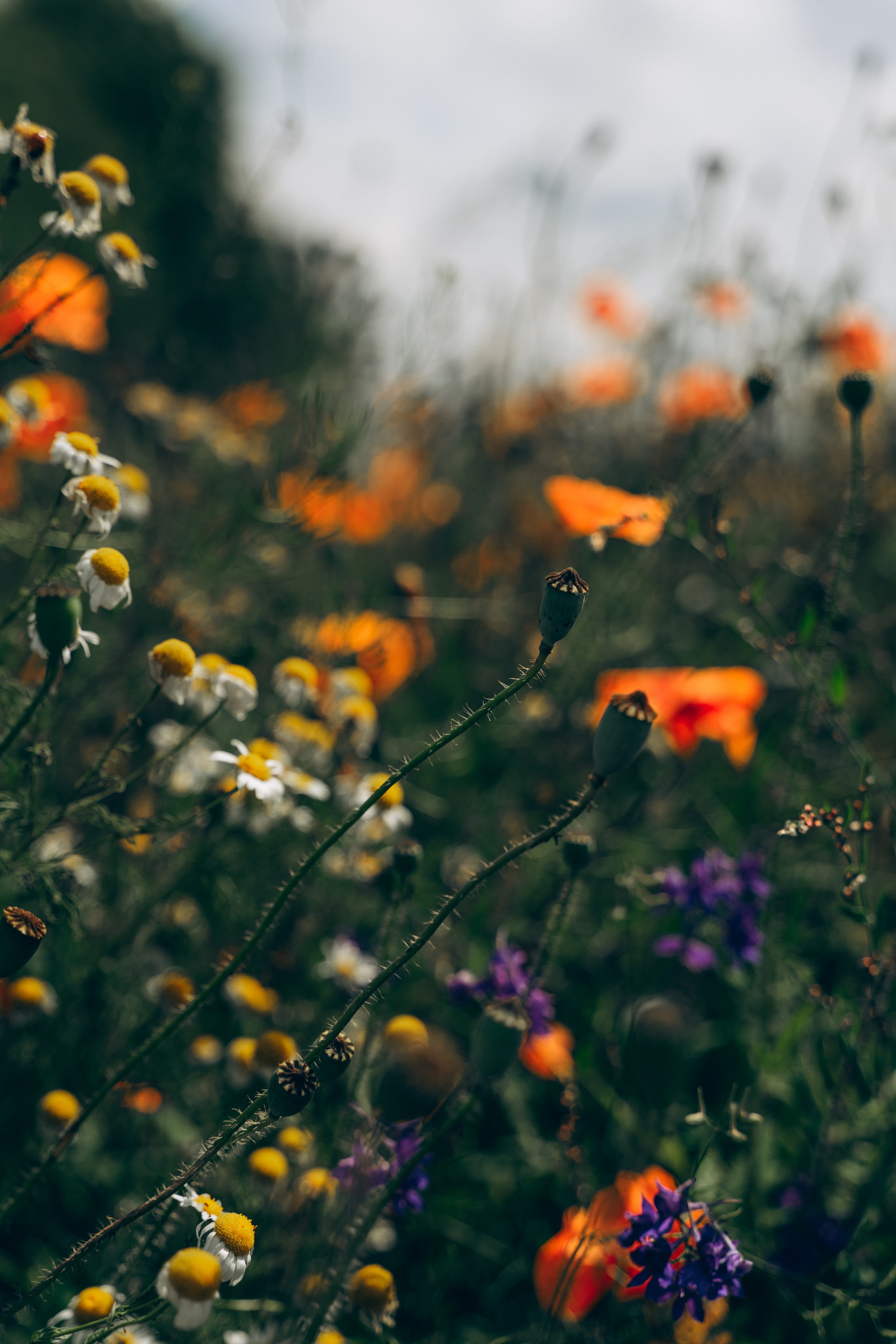 Flowers. Wedding and potrait photographer in Helsinki Vickan O