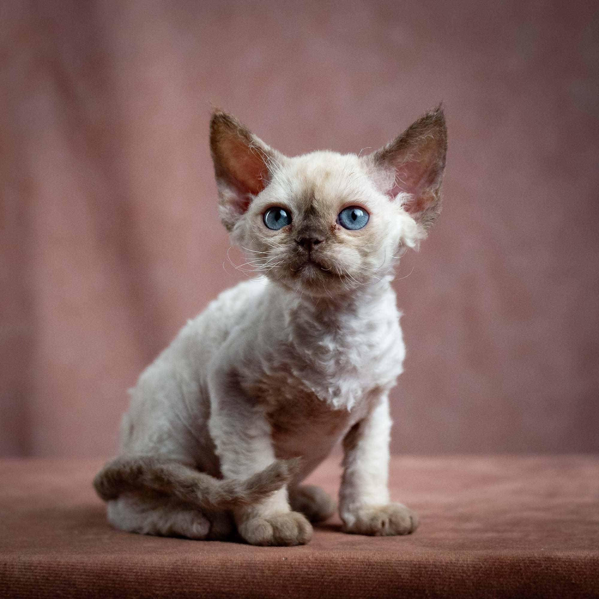Luna, girl, born 12.20.2025. Devon Rex Pixie Cattery