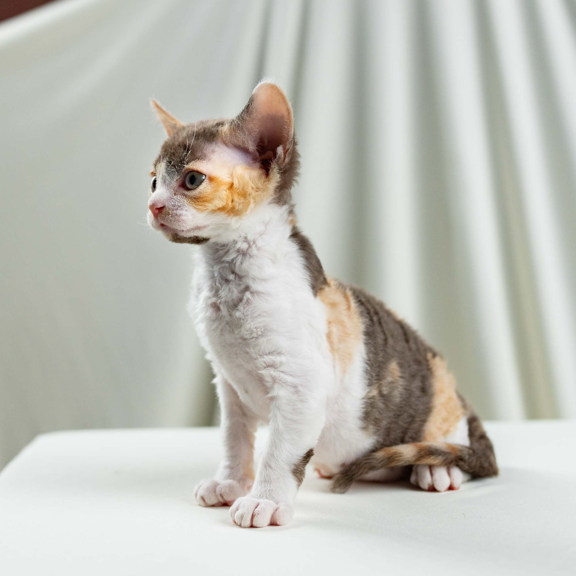Dixie, girl, born on 06.06.24 SOLD. Devon Rex Pixie Cattery