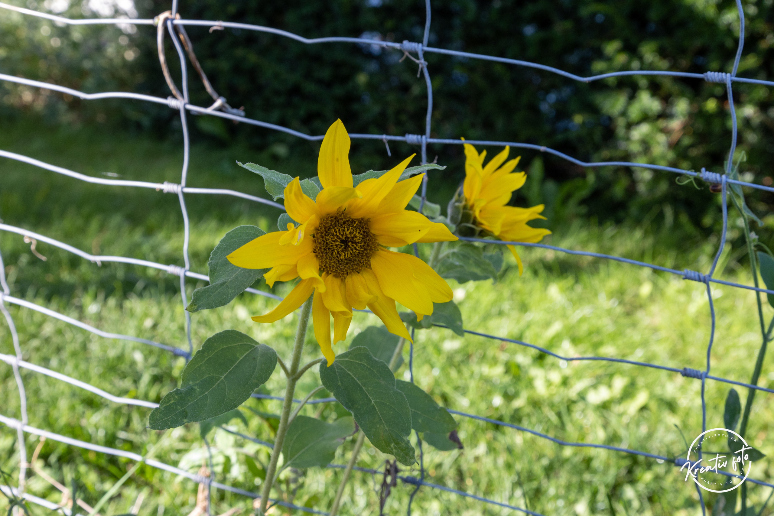Sommer. Fotograf Aarhus | Portrætfoto Århus | Flotte billeder