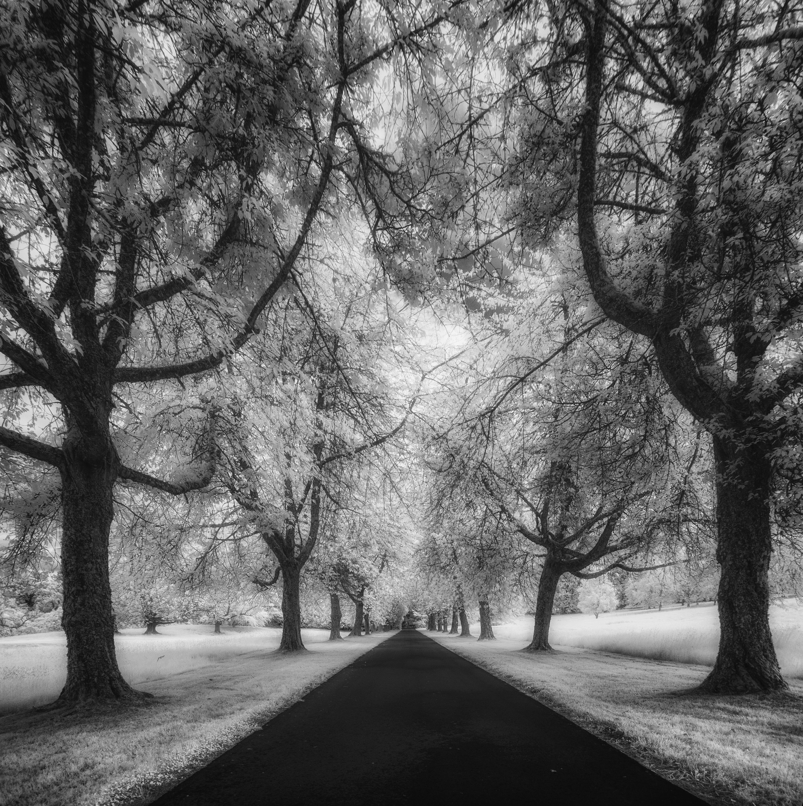 Trees. Infrared Scotland