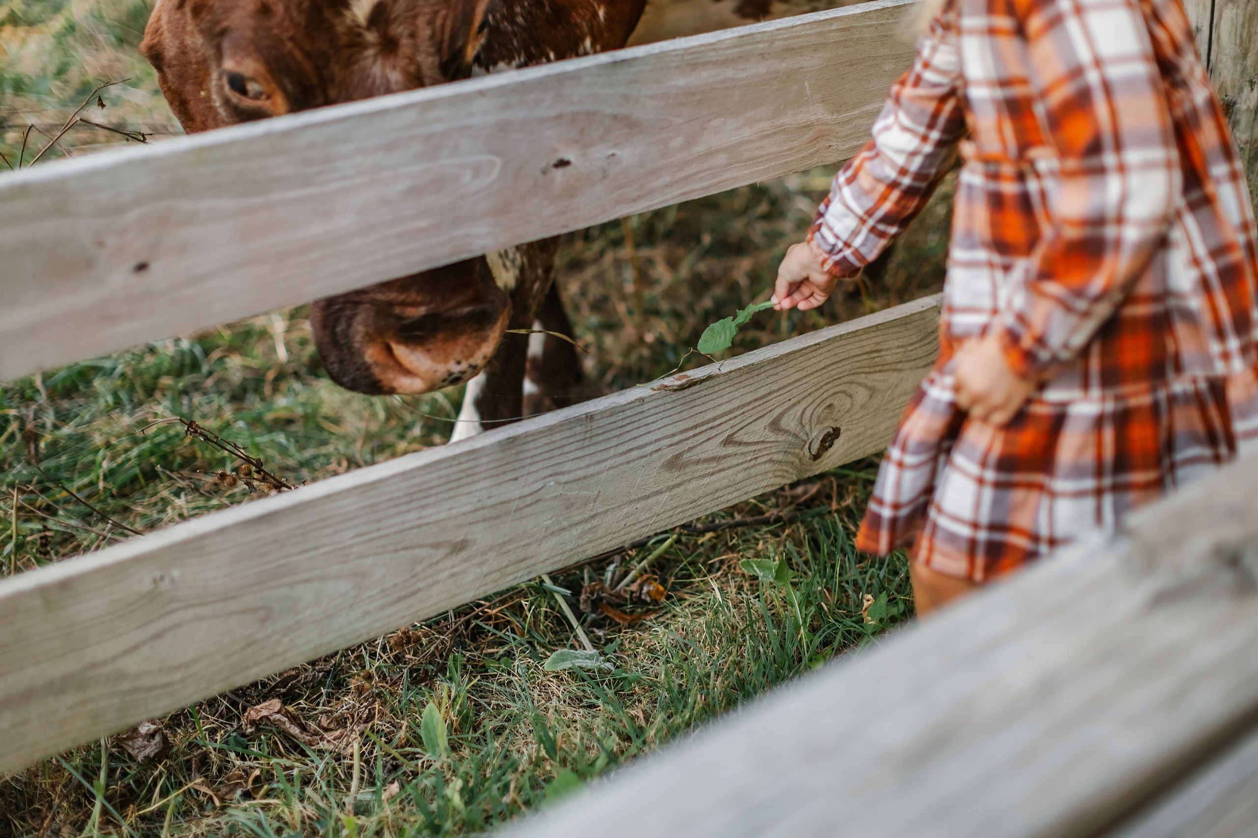 10.05.25 Family Photoshoot. Wedding family event photographer in Chicago Nick Yushevich