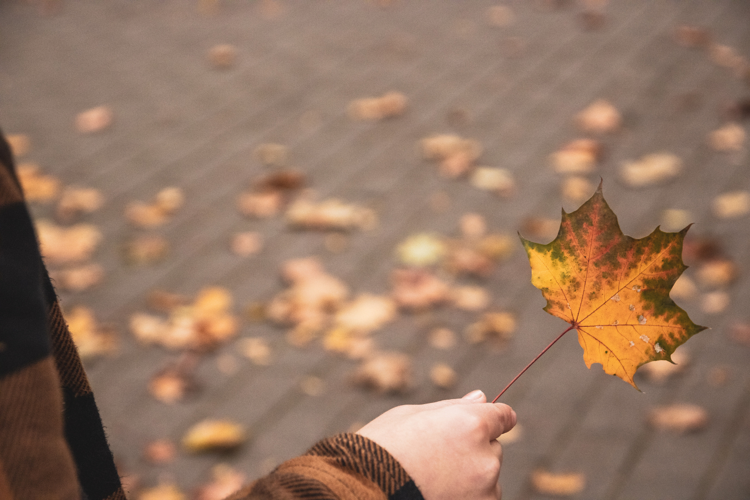 Sügis (Timur). Nebula 25 — Fotod teie hingele