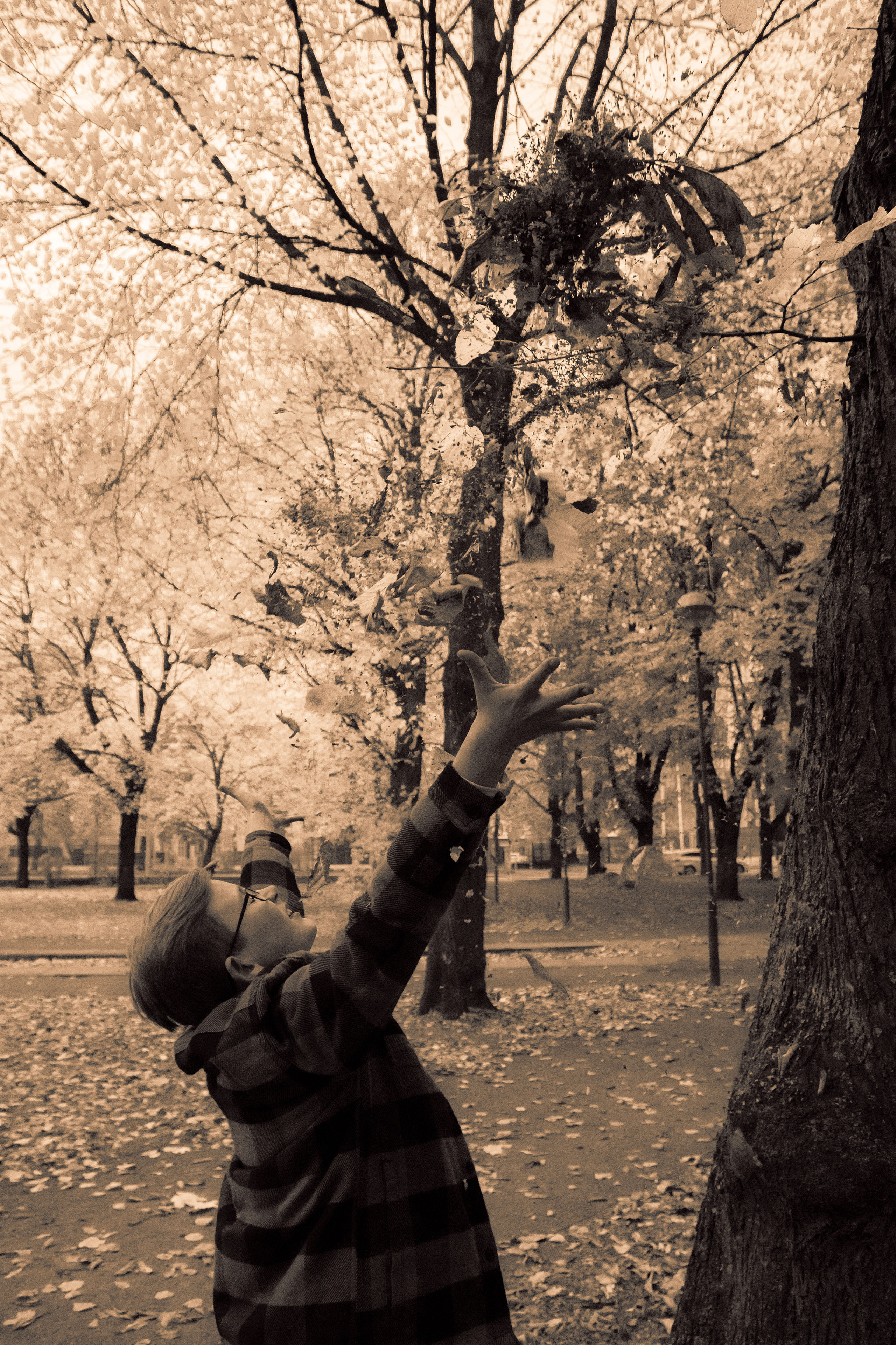 Sügis (Timur). Nebula 25 — Fotod teie hingele