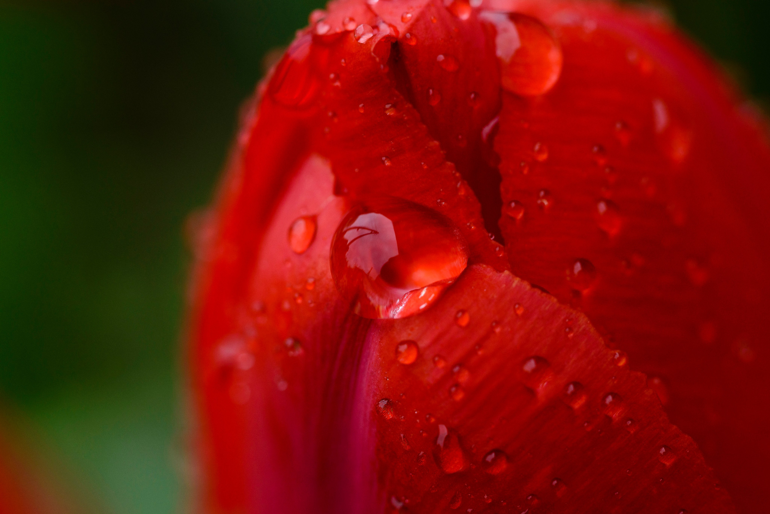 Nature. Ritvars Pujats Emotion Photographer