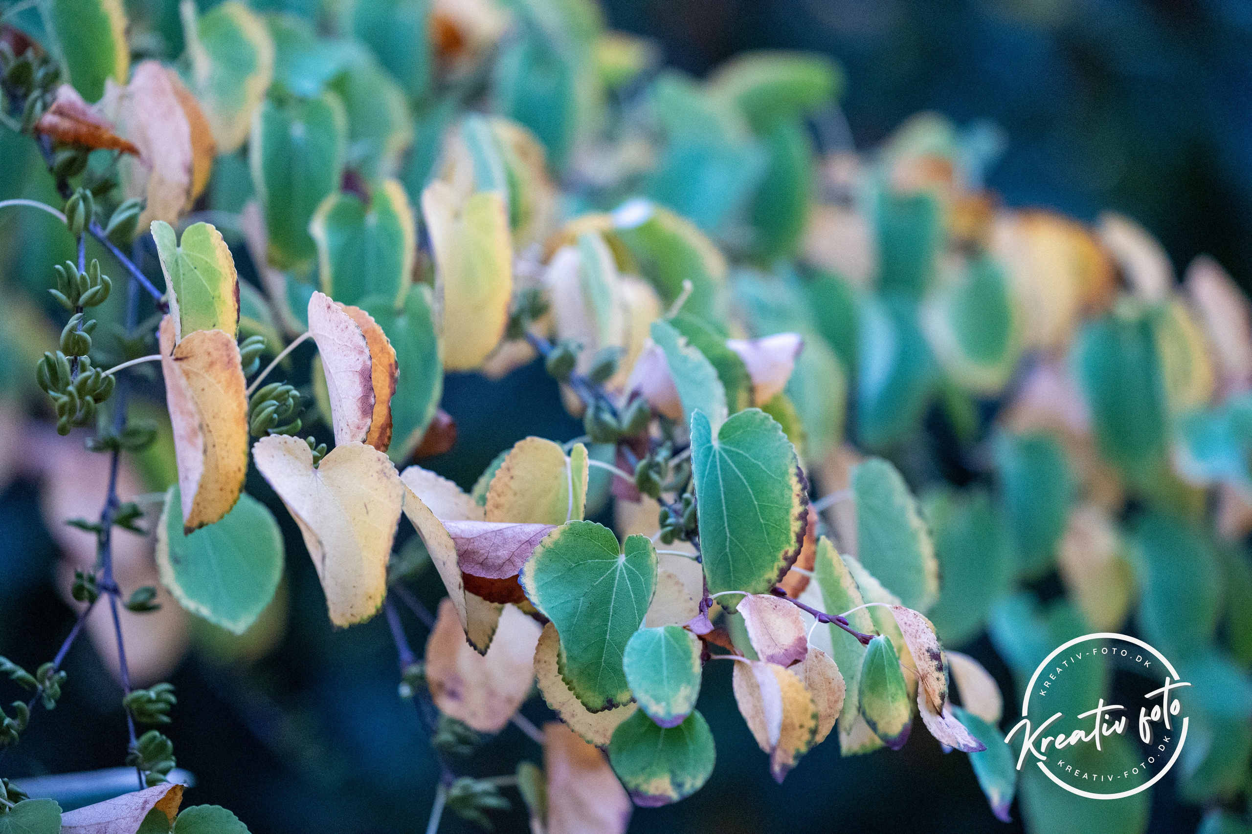Efterår. Fotograf Aarhus | Portrætfoto Århus | Flotte billeder