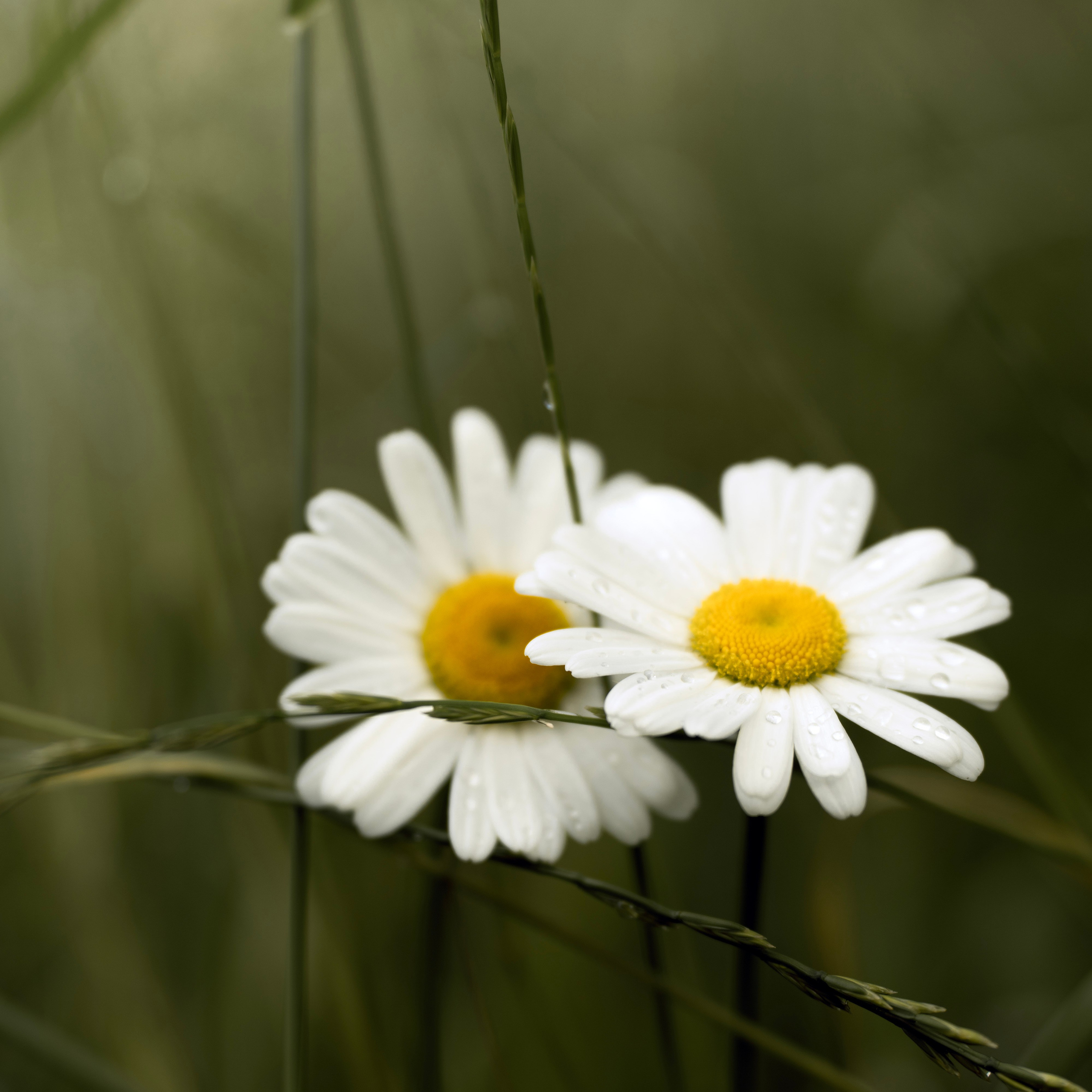 Blumen. LUKIN IGOR Photography