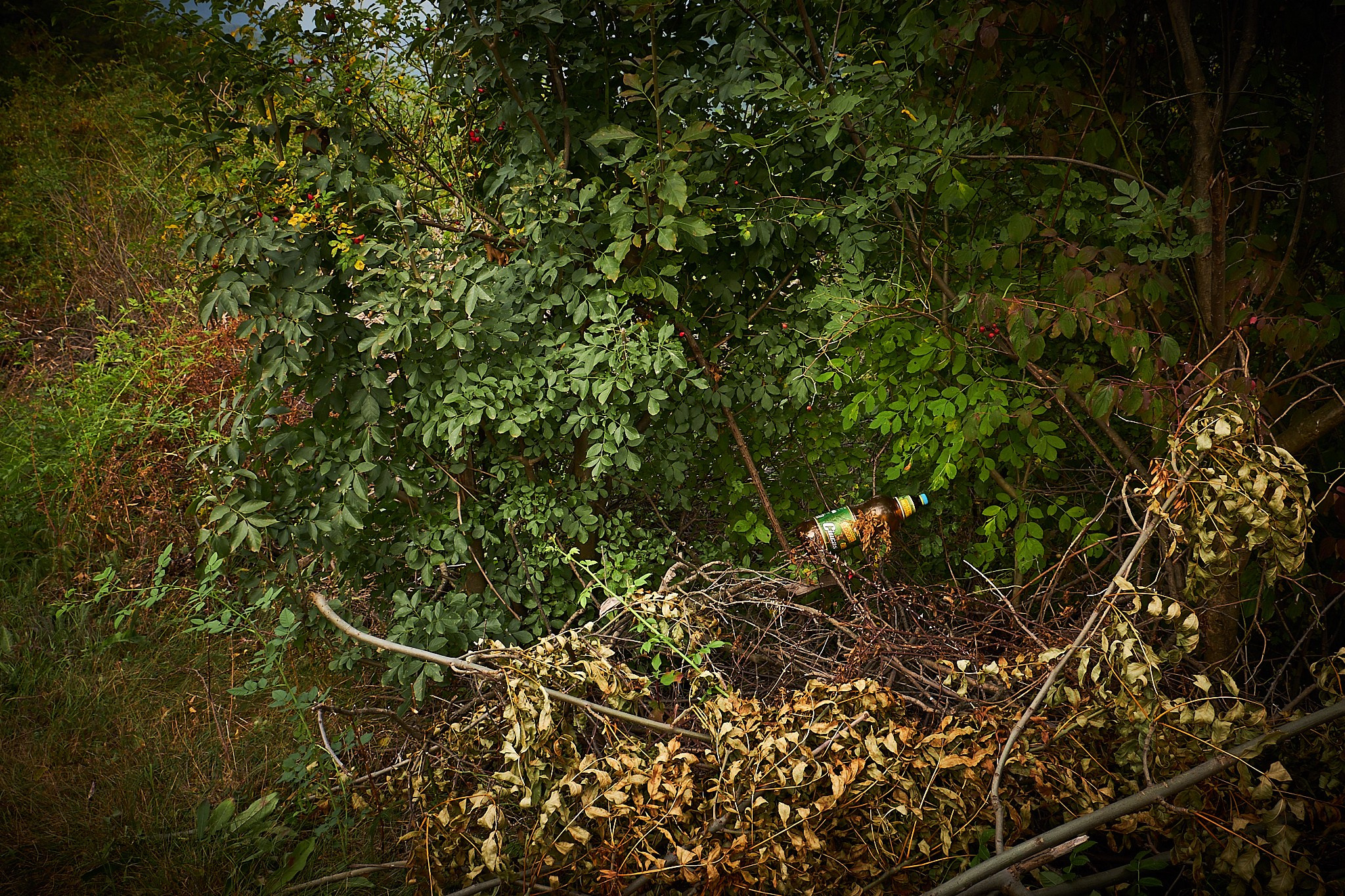 Ineleț, jud. Caraș-Severin. Pagina principală