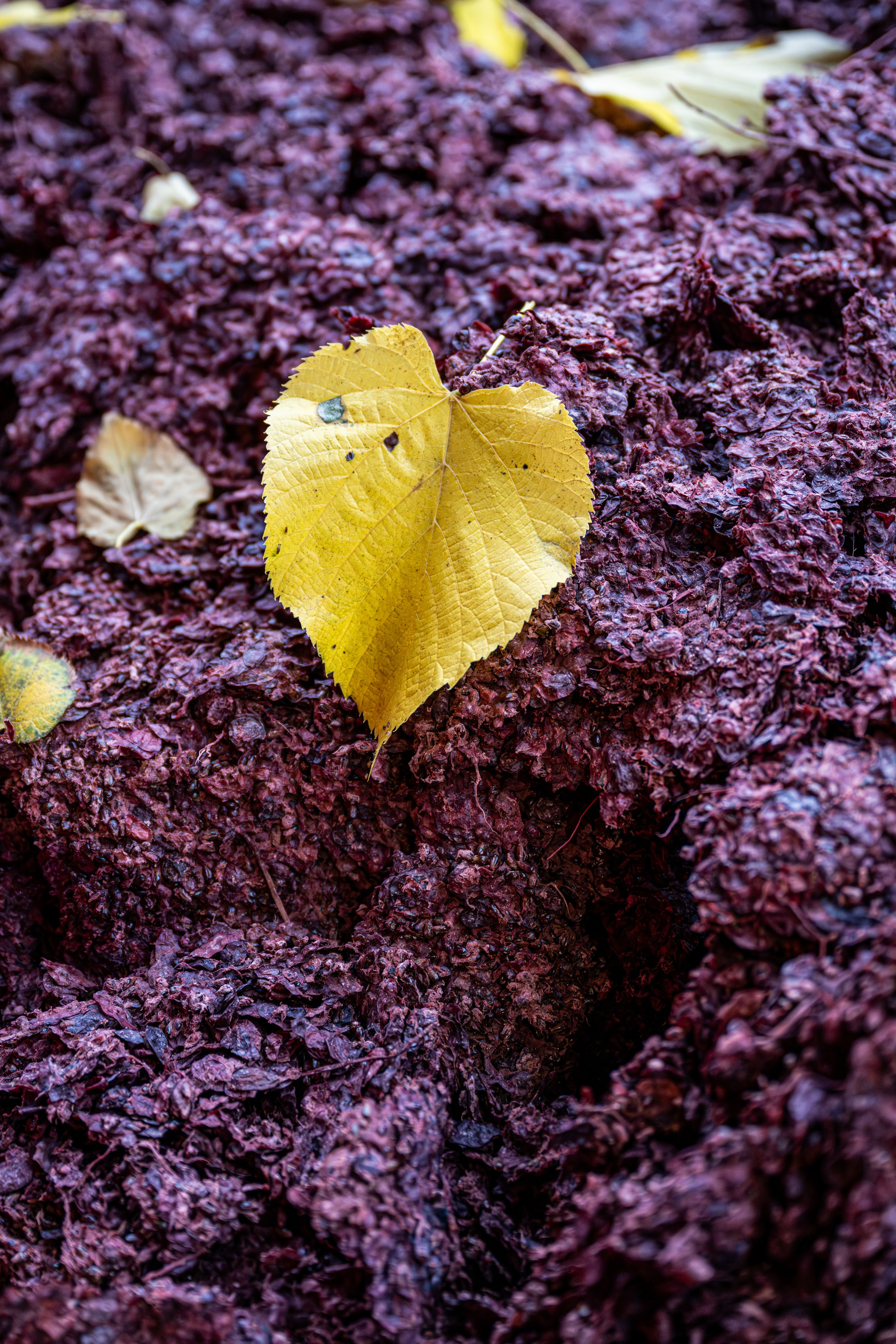 Cantine Boasso Serralunga. “Gianmaria Coscia fotografo per passione”