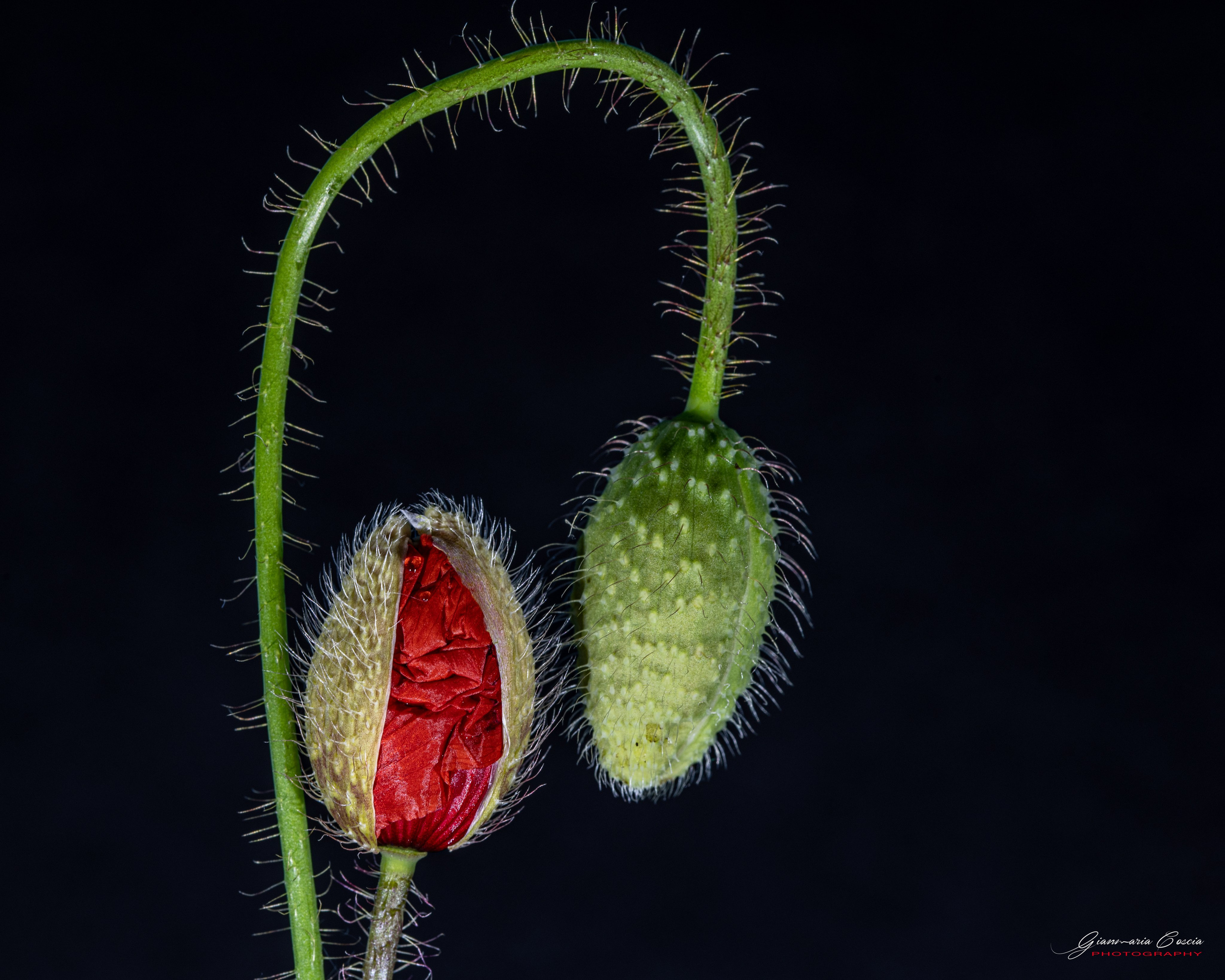 Fiori. “Gianmaria Coscia fotografo per passione”