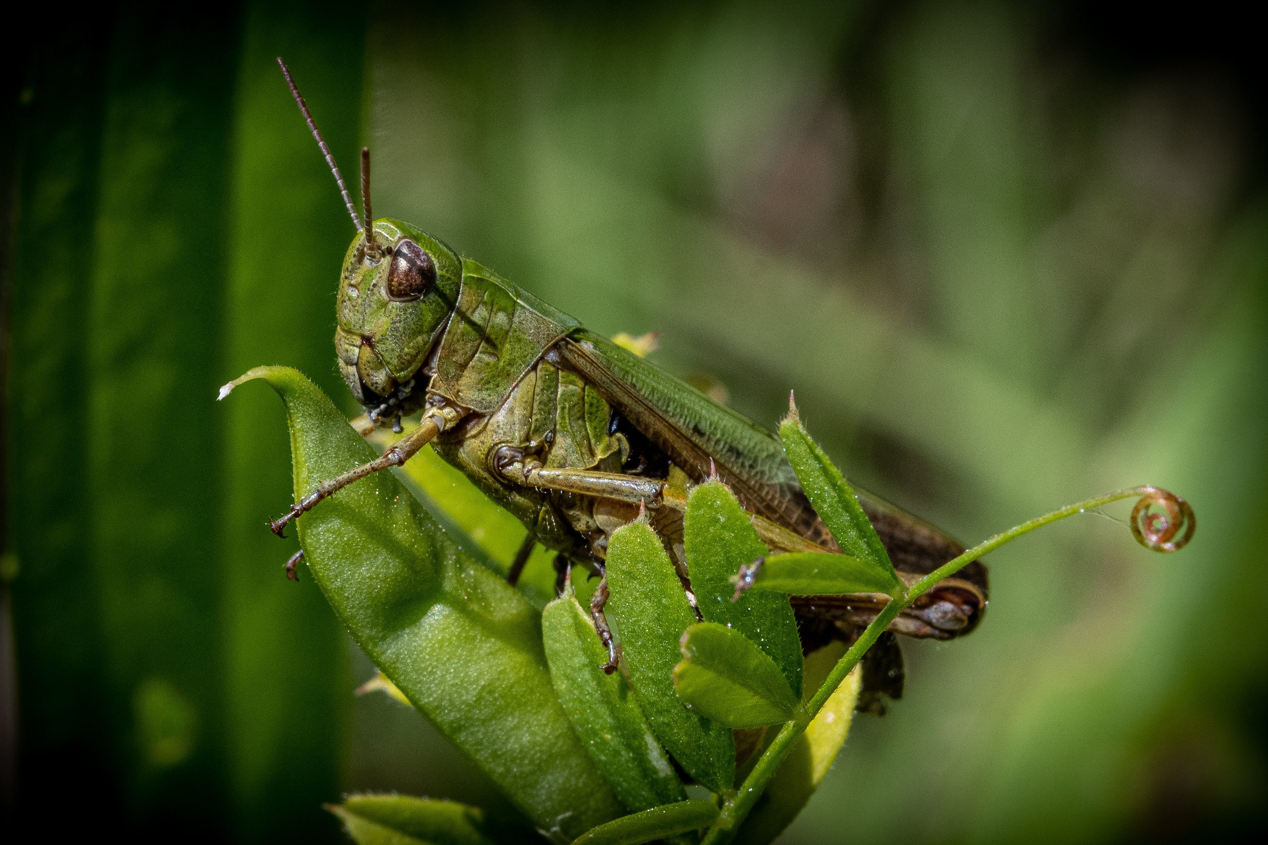 Insetti Simpatici. “Gianmaria Coscia fotografo per passione”