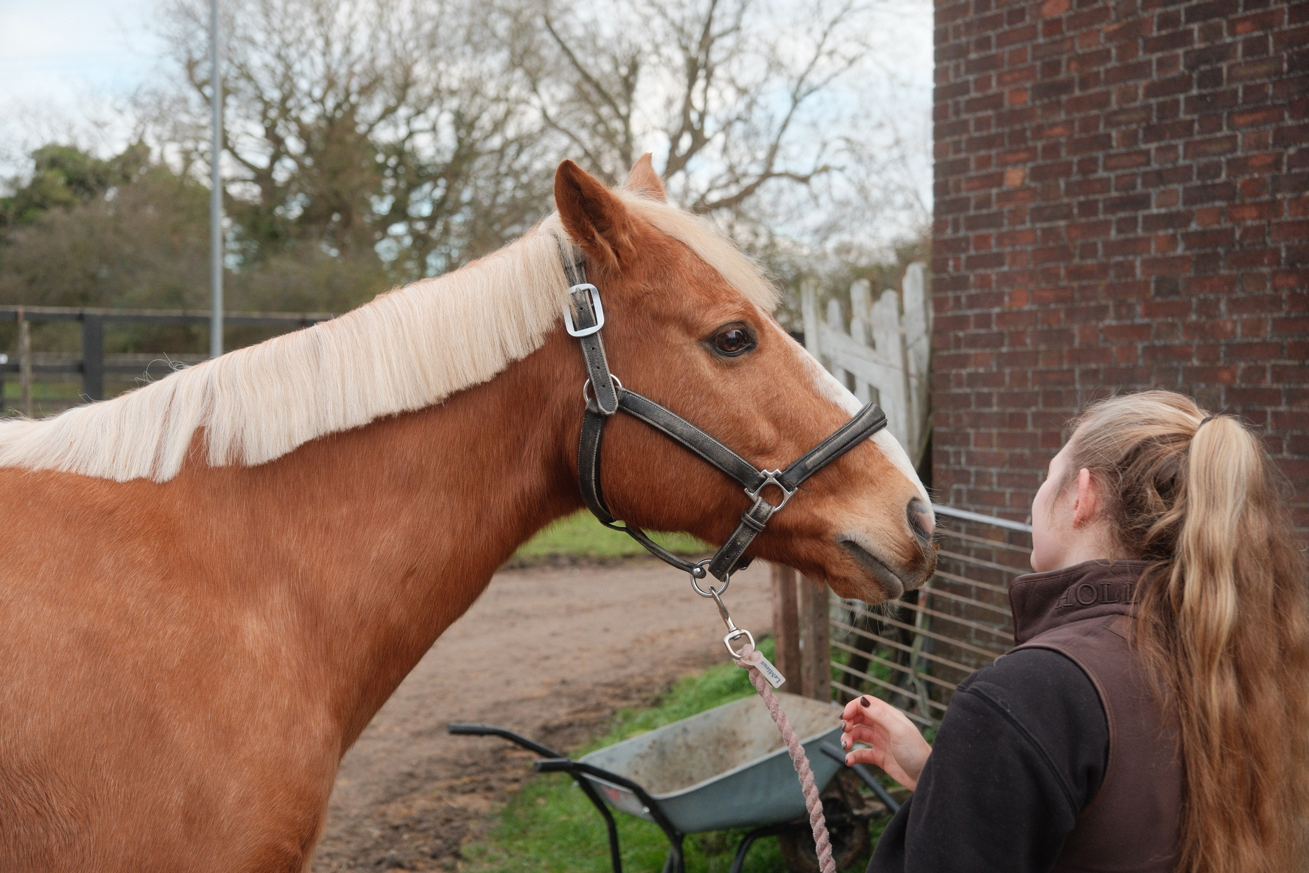 Portrait photography with Fudge the horse. Cal Takes Photos