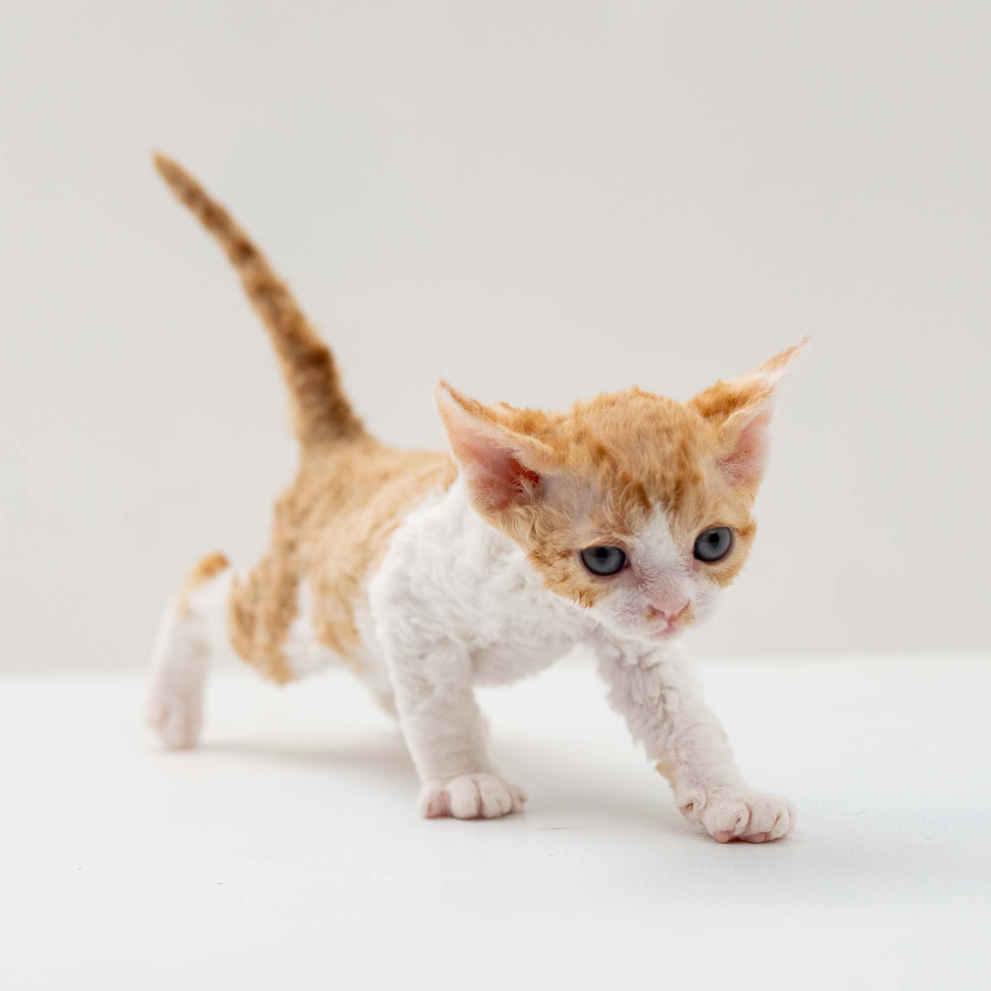 Gece, boy, born on 01.18.25. Devon Rex Pixie Cattery