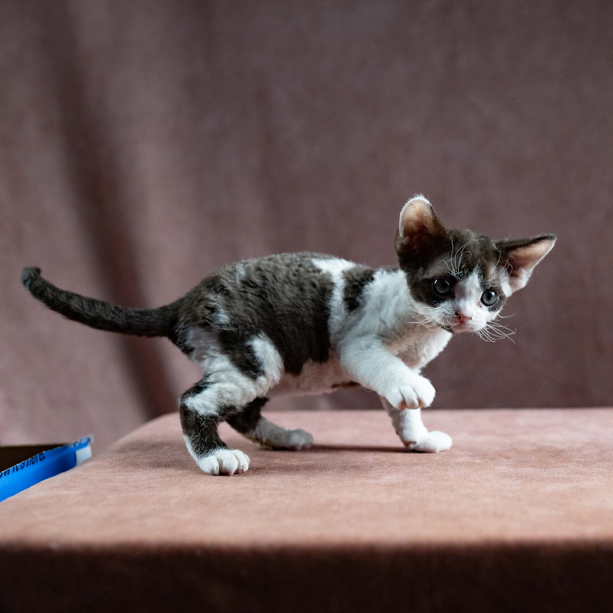 Henry,  boy, born 04.20.25. Devon Rex Pixie Cattery